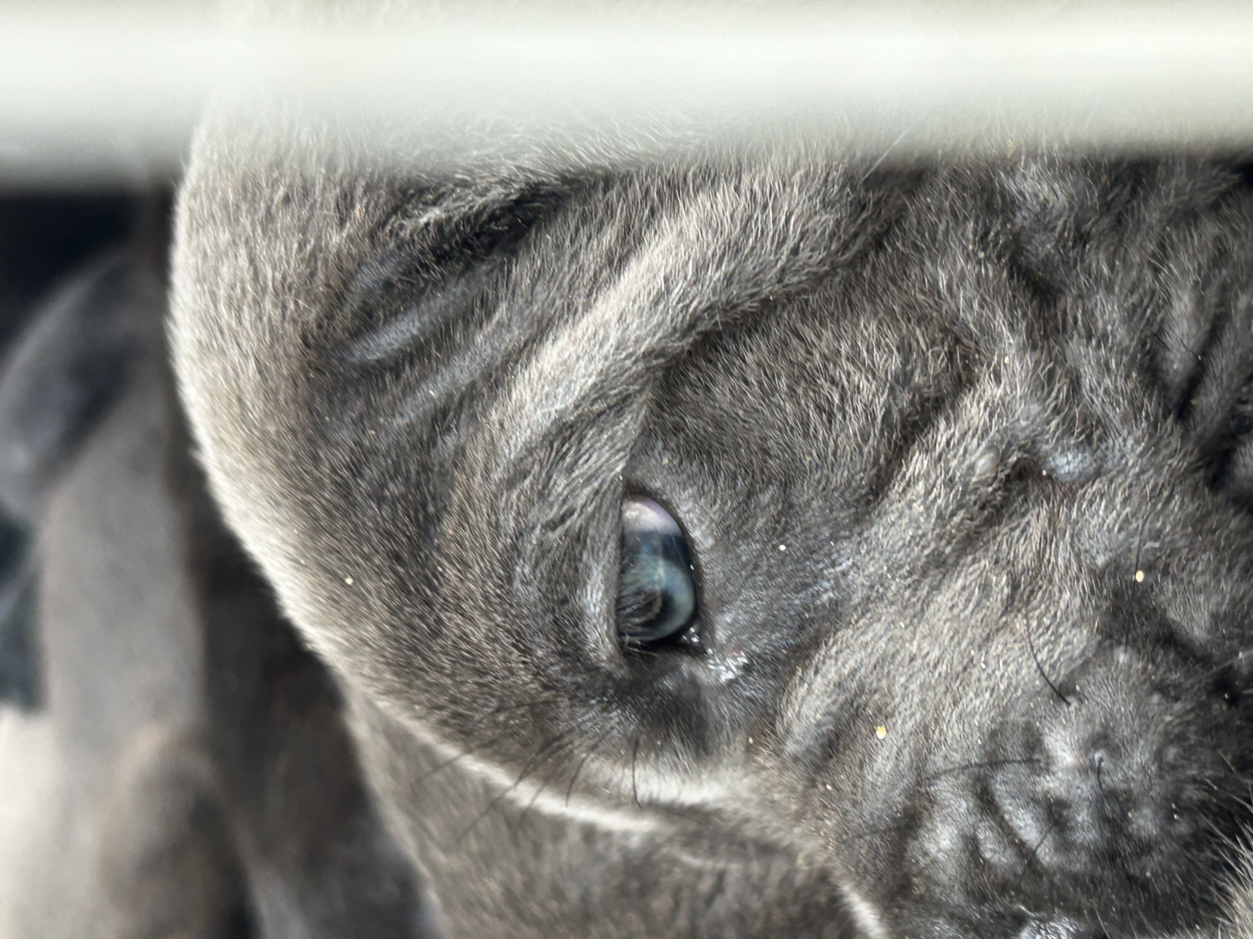 Lindos e fortes filhotes de Cane Corso Italiano à venda - Foto 3