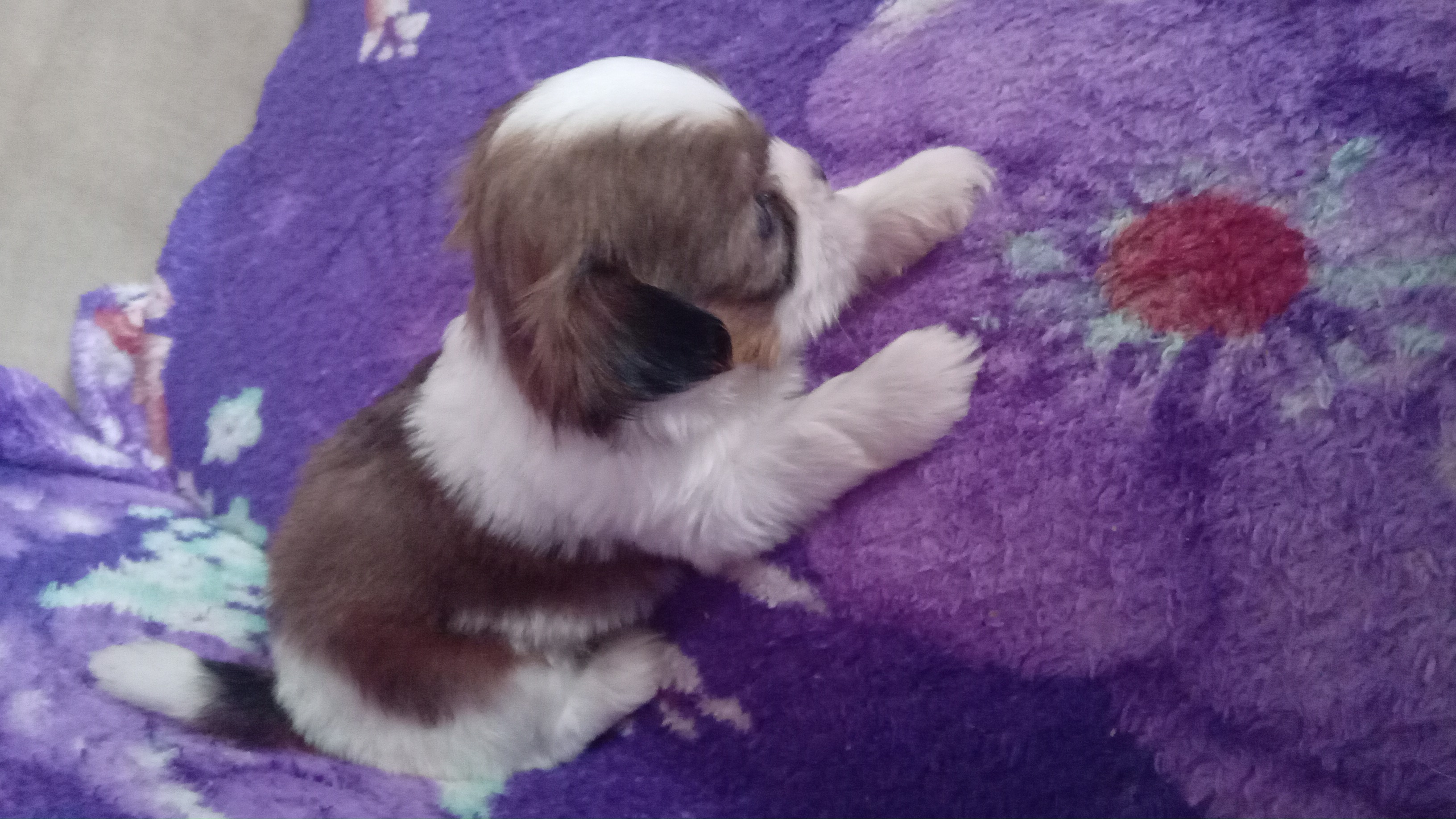Shih tzu mini  - Foto 2