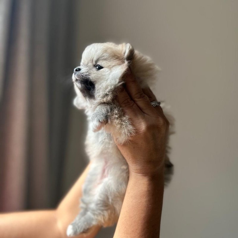 Spitz alemão FÊMEA