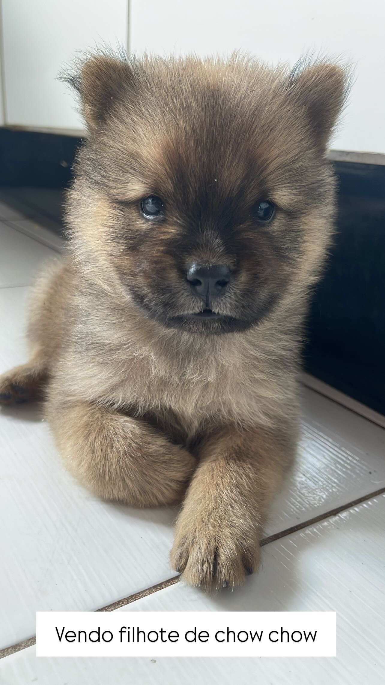 Vendo chow chow