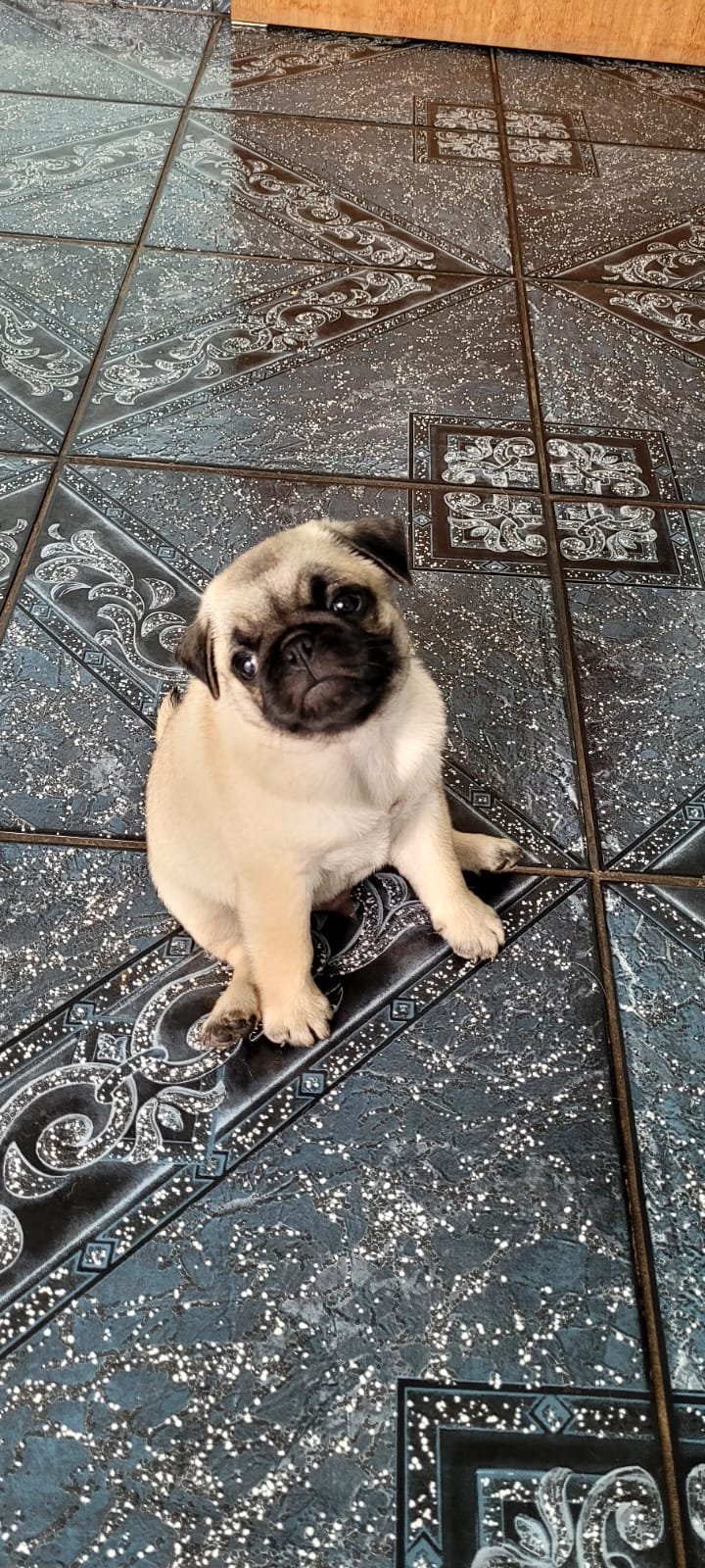 Vendo PUG