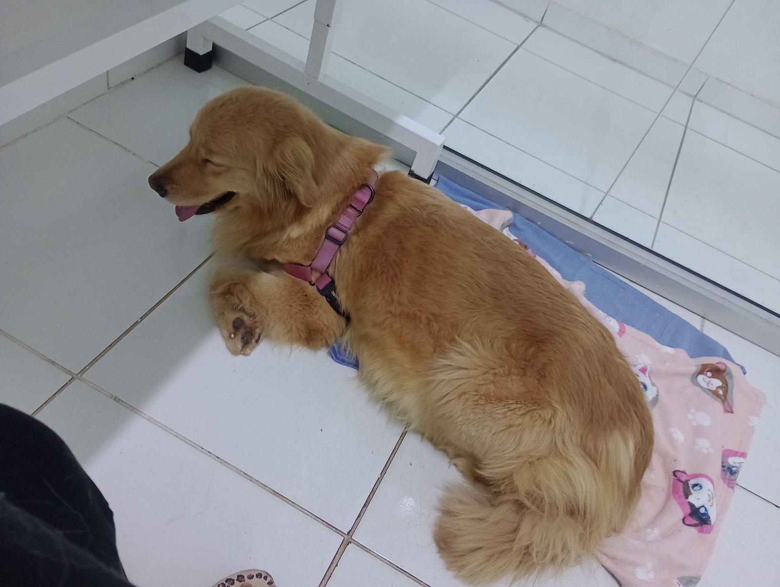 Fêmea jovem Golden retriver canadense  - Foto 2