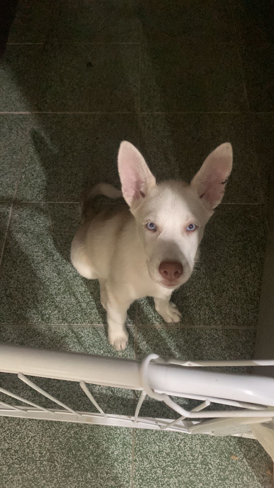 Portal Vendocão Husky  Aracaju