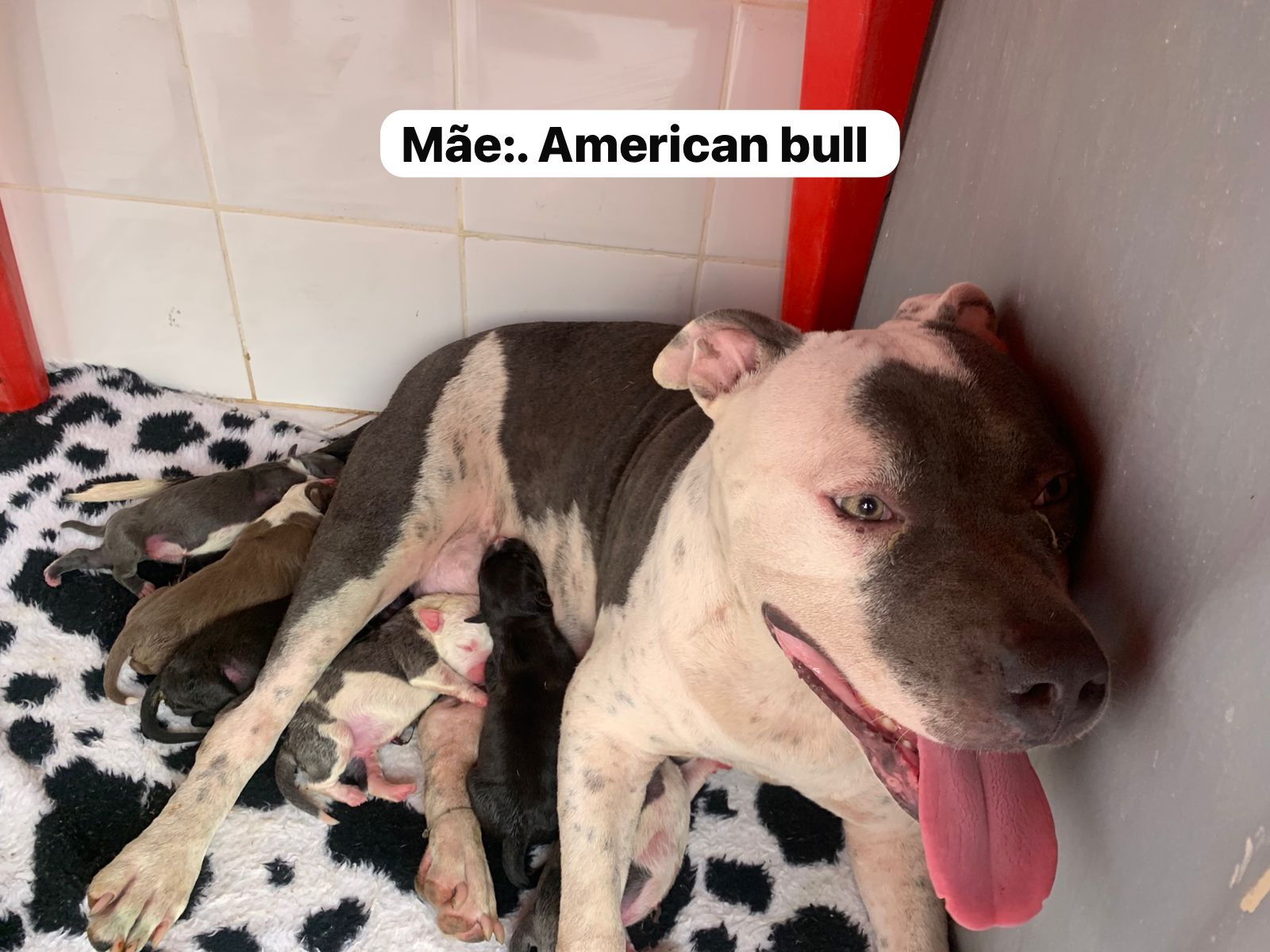 Filhotes de american staffordshire bull  - Foto 5