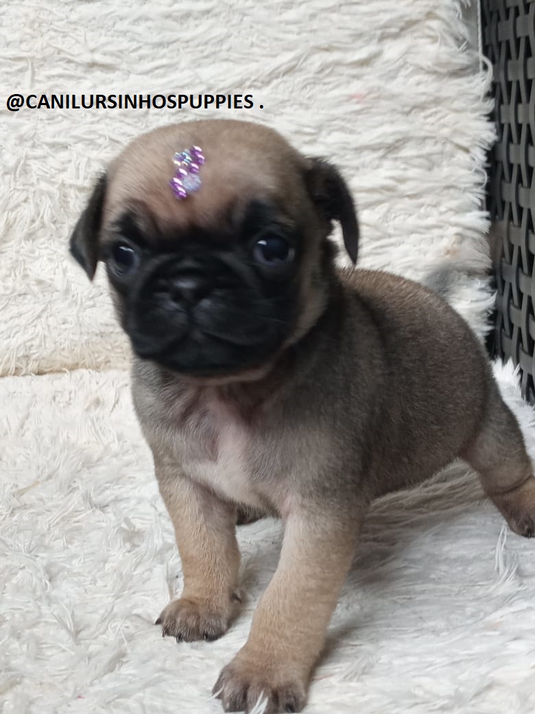 Portal Vendocão pug garanta hoje seu bebe @canilursinhospuppies  louveira 