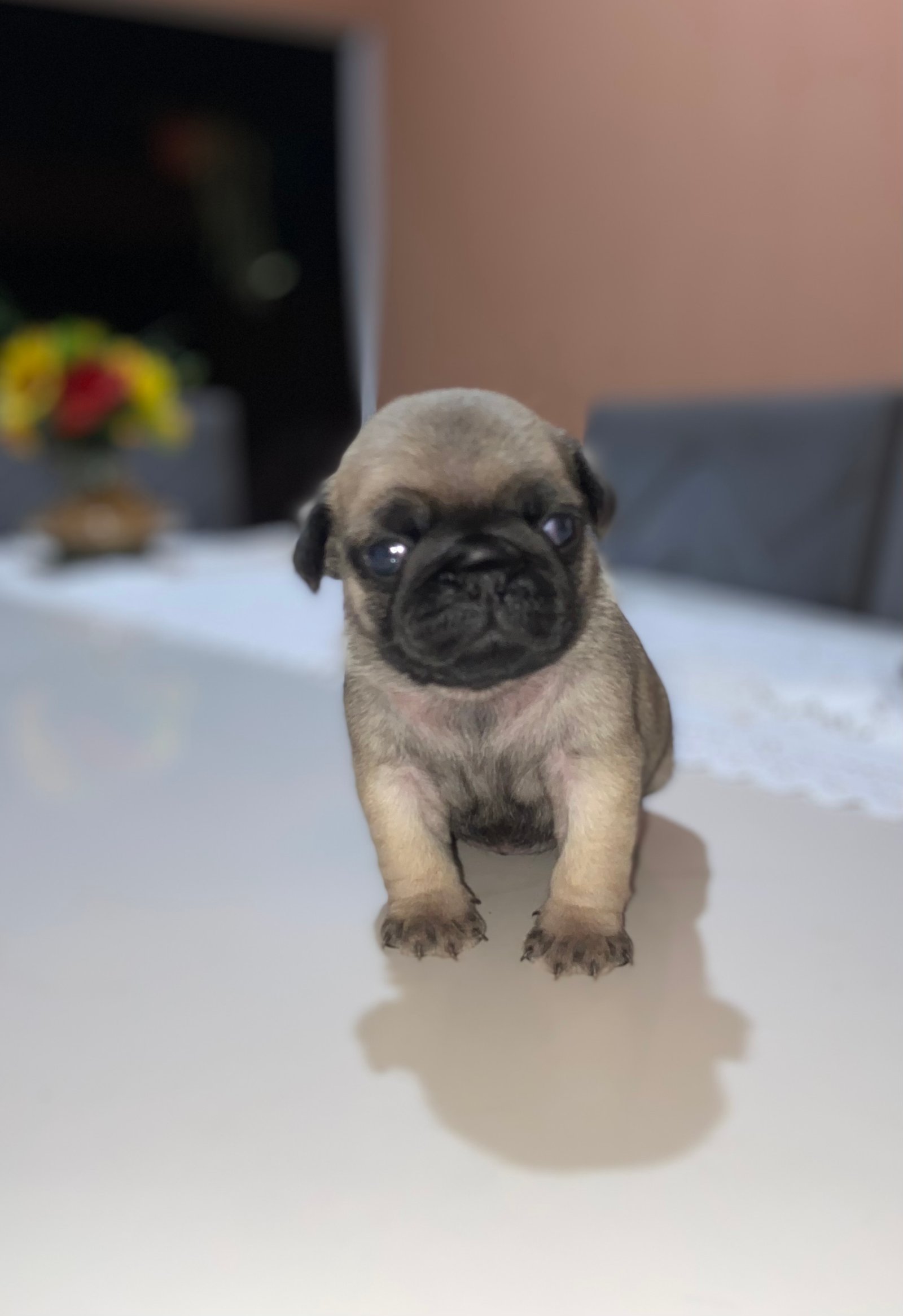 Vendo Casal Pug - Foto 4