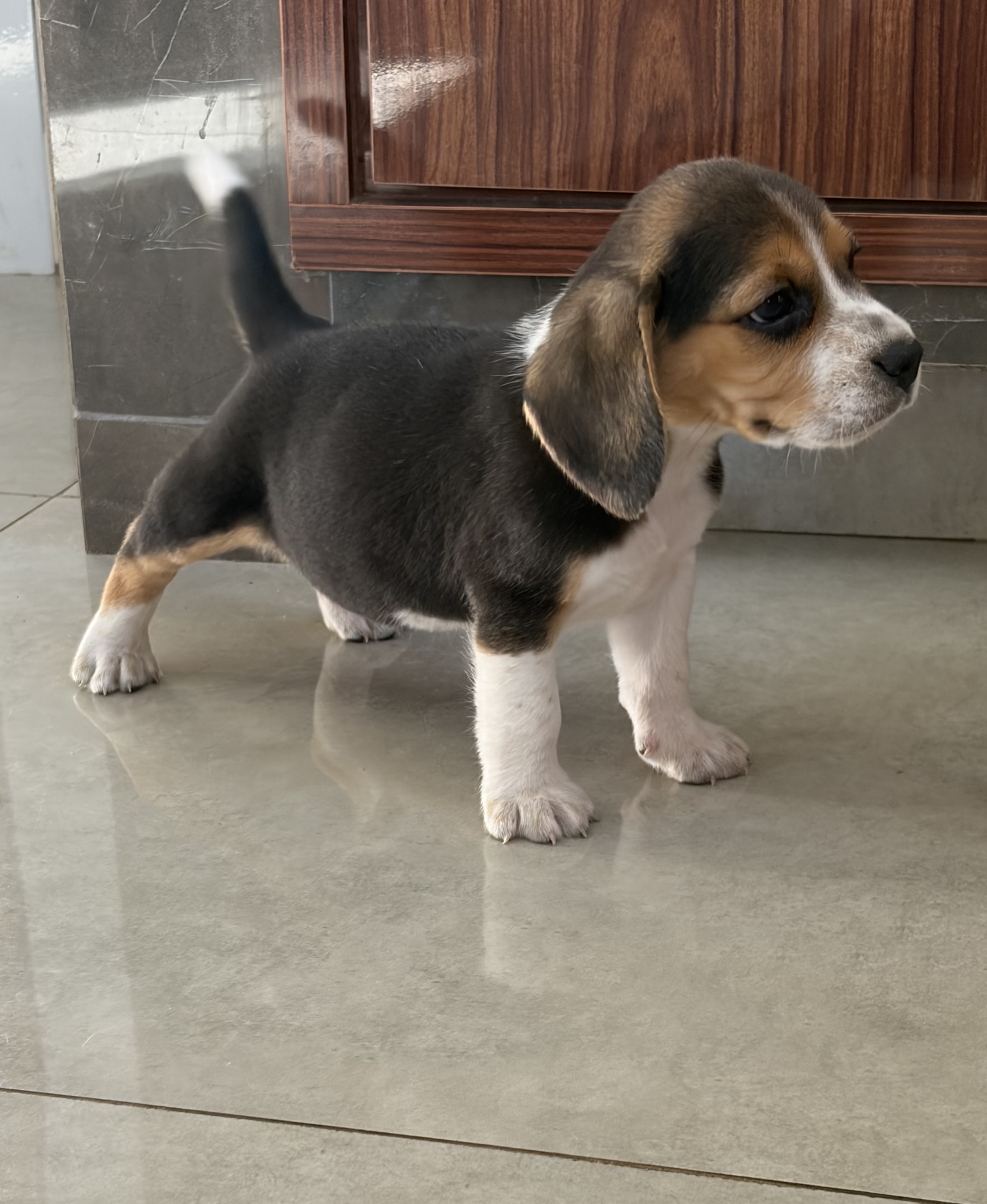 Filhote de Beagle  - Foto 3