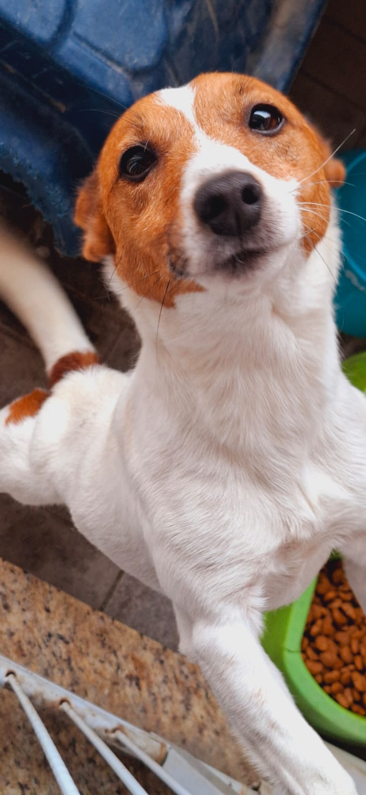 Jack Russel Terrier - SPOCK