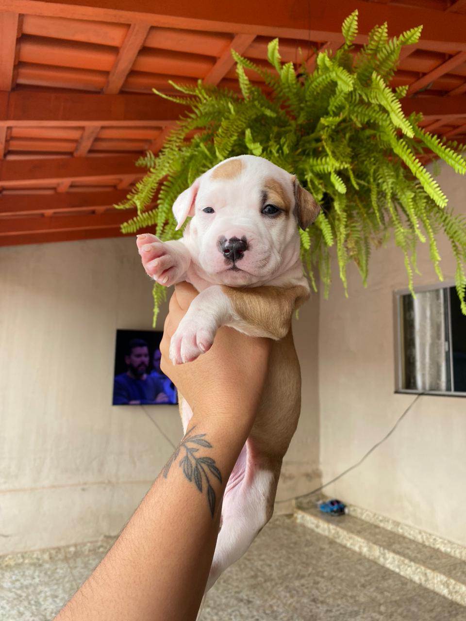 Portal Vendocão Filhotes de Staffordshire Bull Terrier Puro santa maria df 