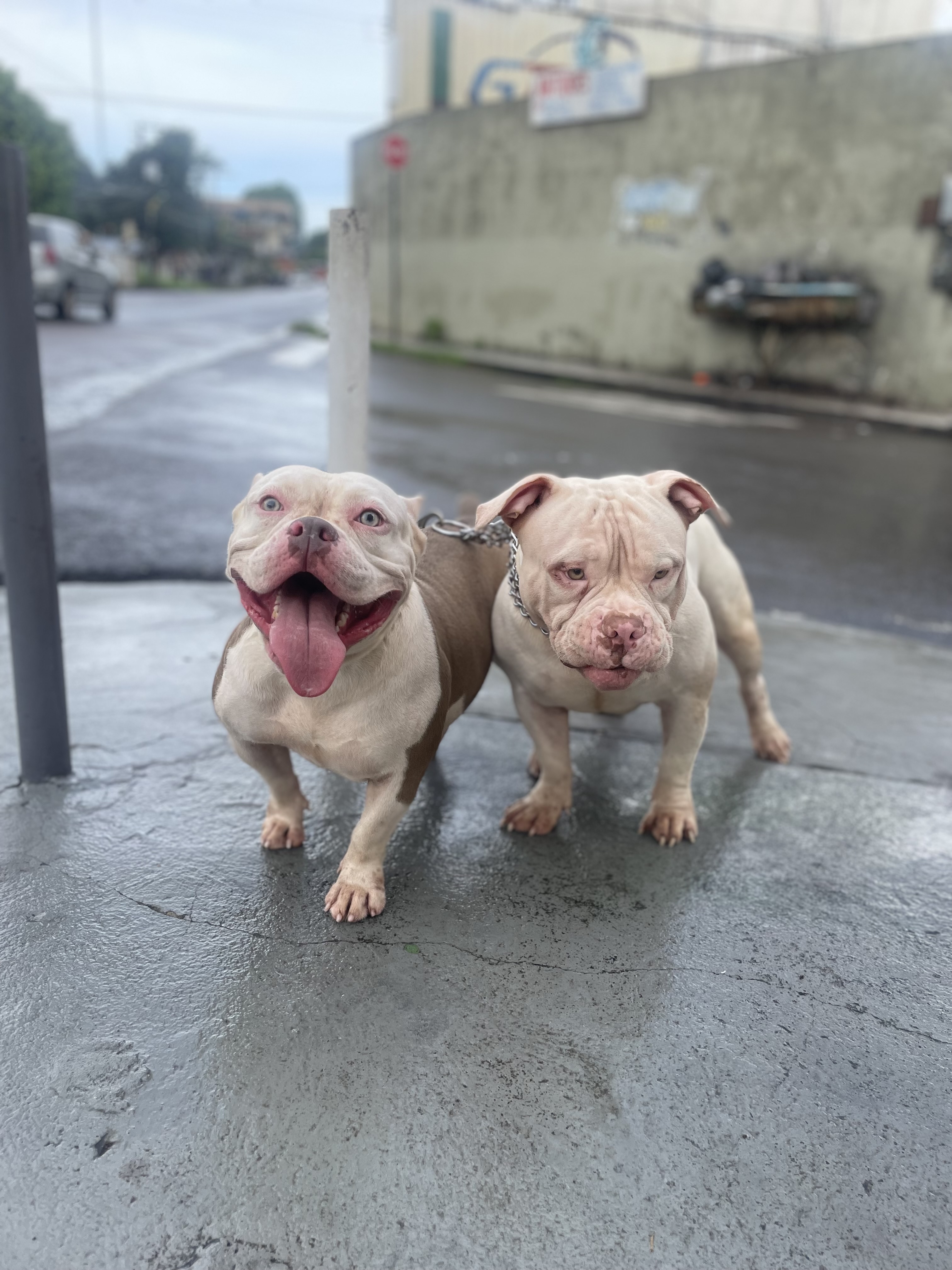 Portal Vendocão AMERICAN BULLY EXOTIC  Manaus