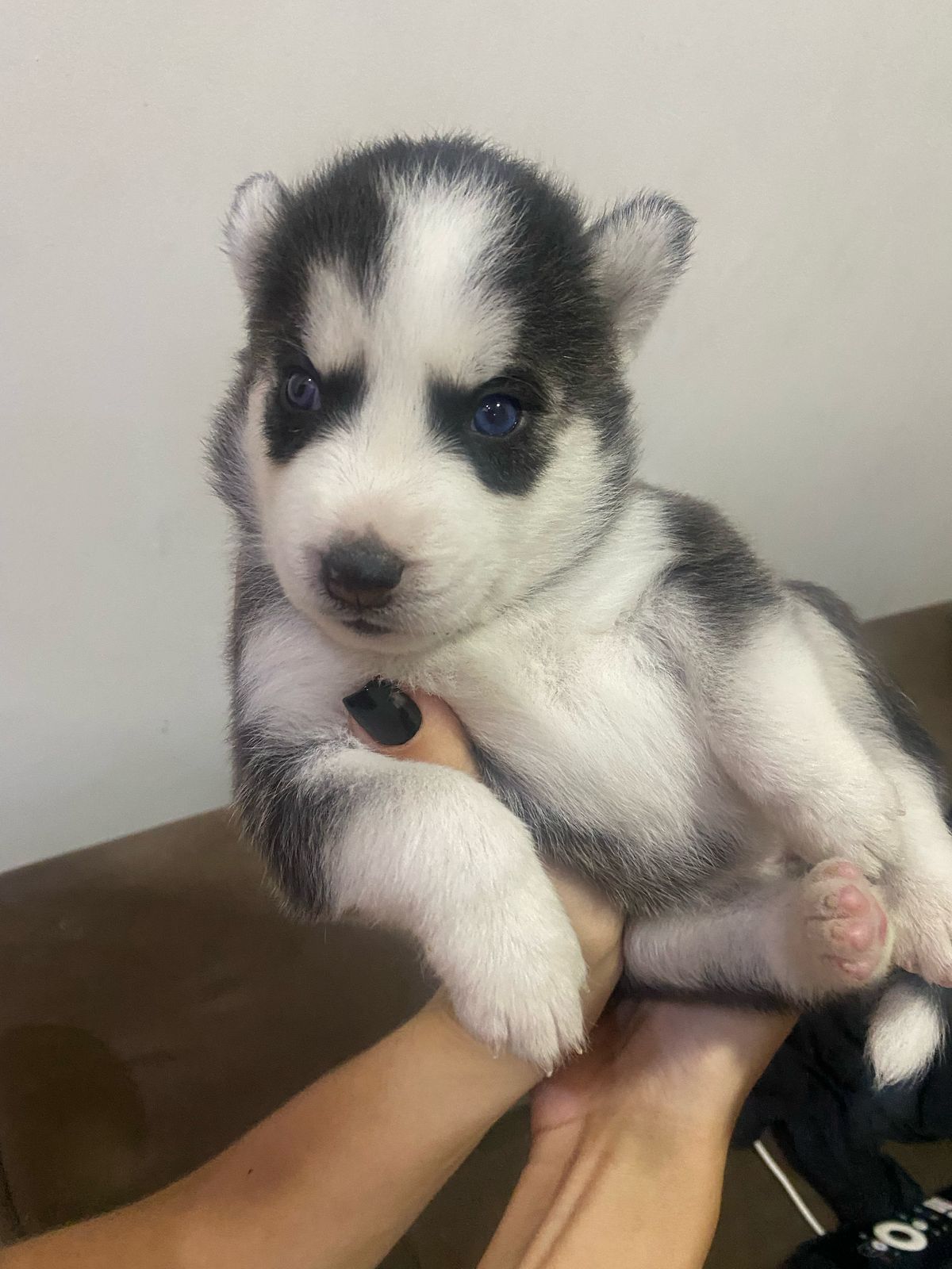 Portal Vendocão Husky Siberiano  arapiraca 
