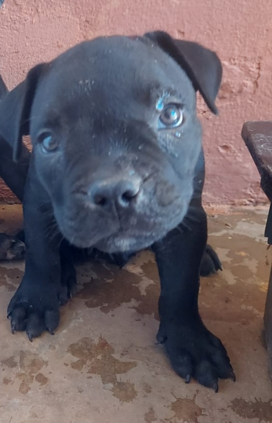 Pit Bull  - Foto 1