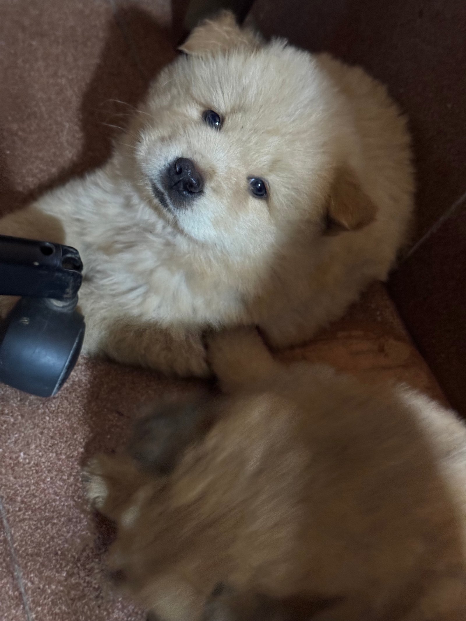 Chow-Chow Filhotes - Foto 1