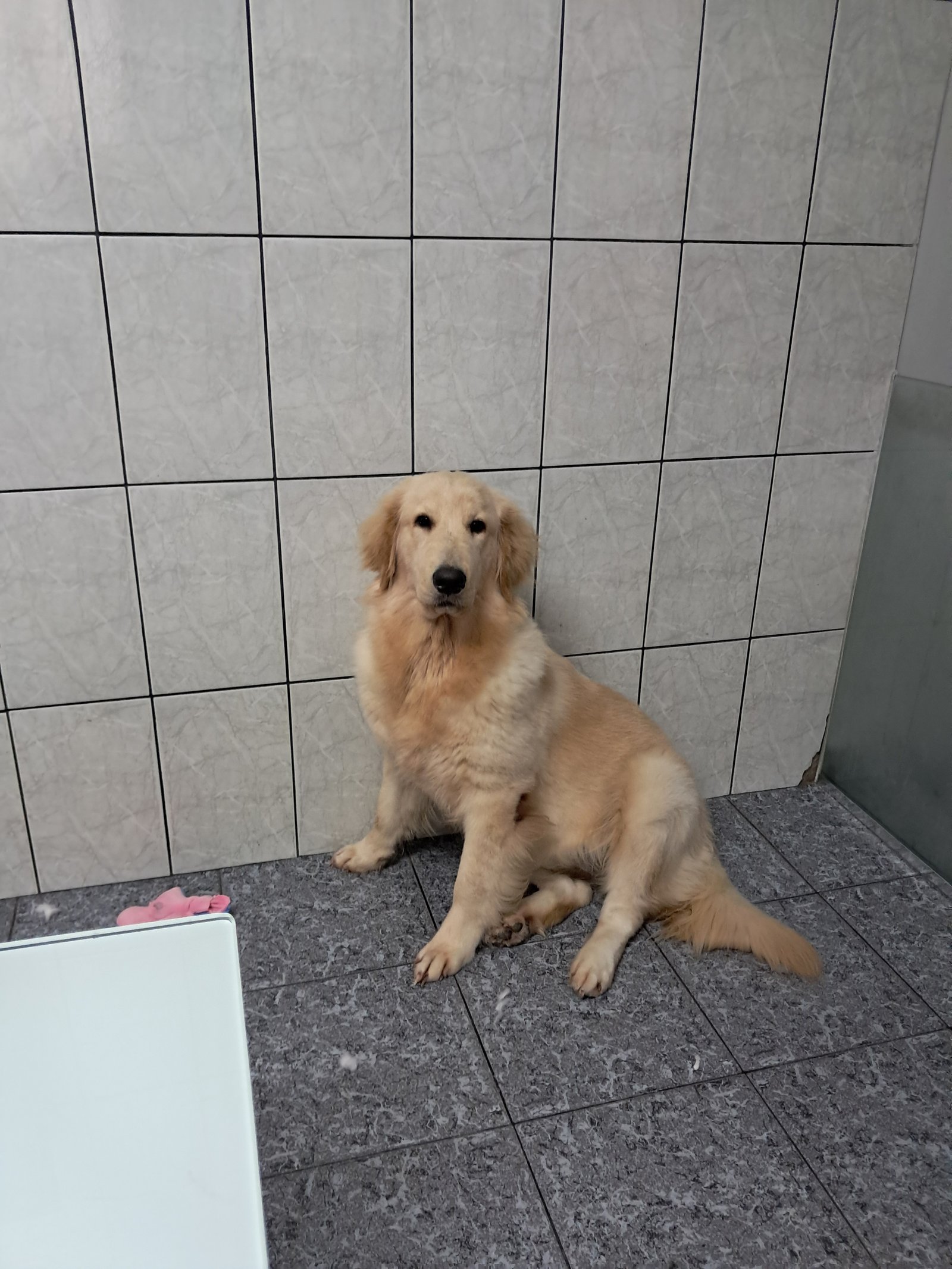 Golden Retriever filhote - Foto 2