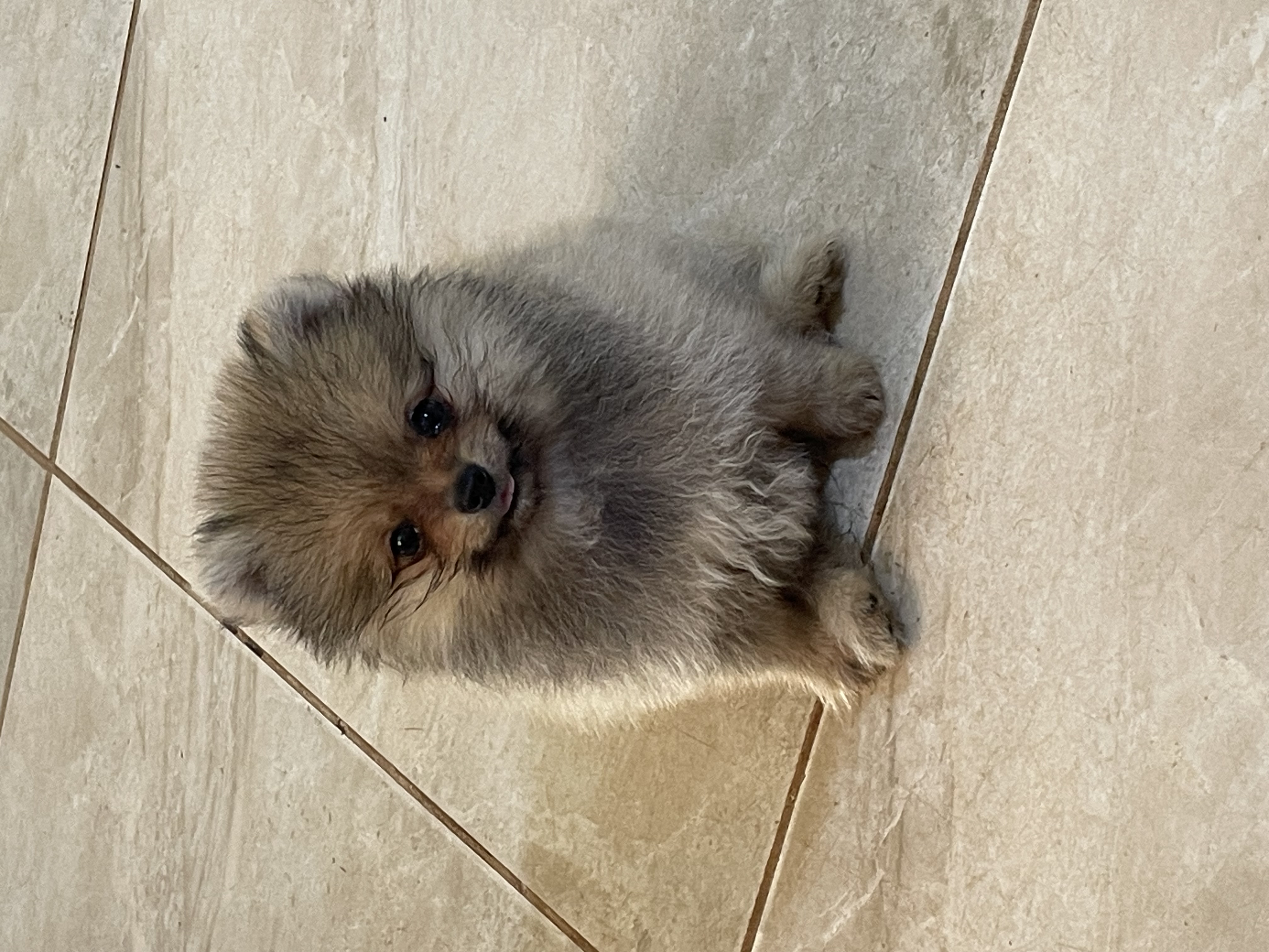 Spitz alemão anao  - Foto 1