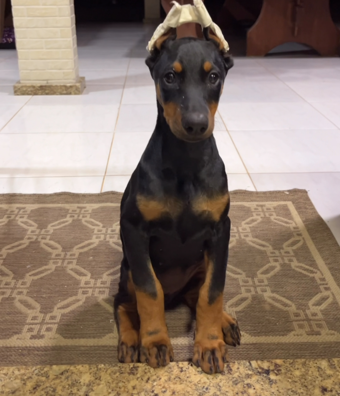 Portal Vendocão FÊMEA DE DOBERMMAN COM PEDIGREE Tijucas