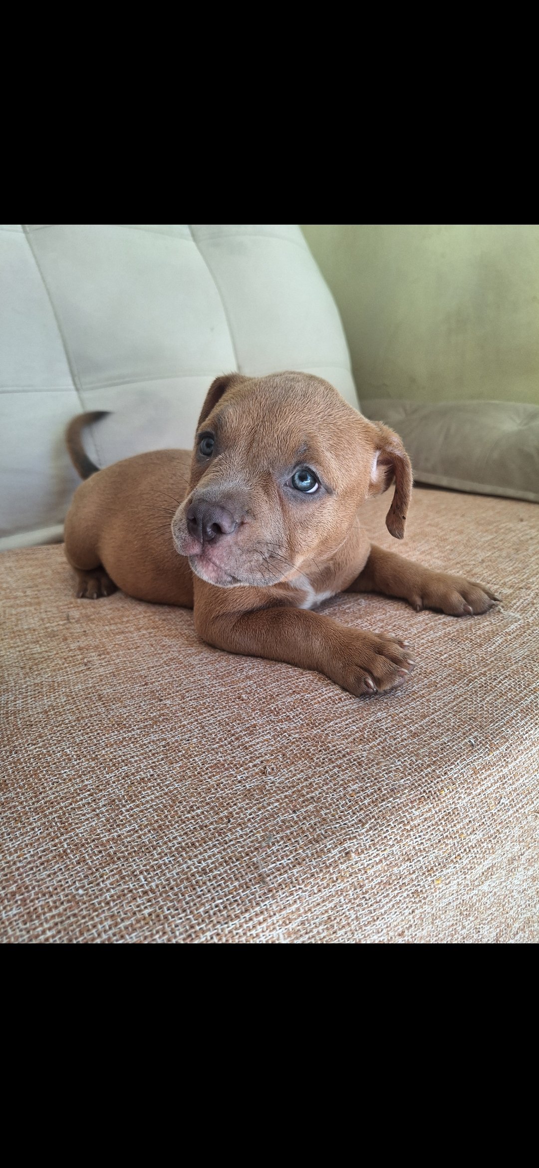 American bully  - Foto 2