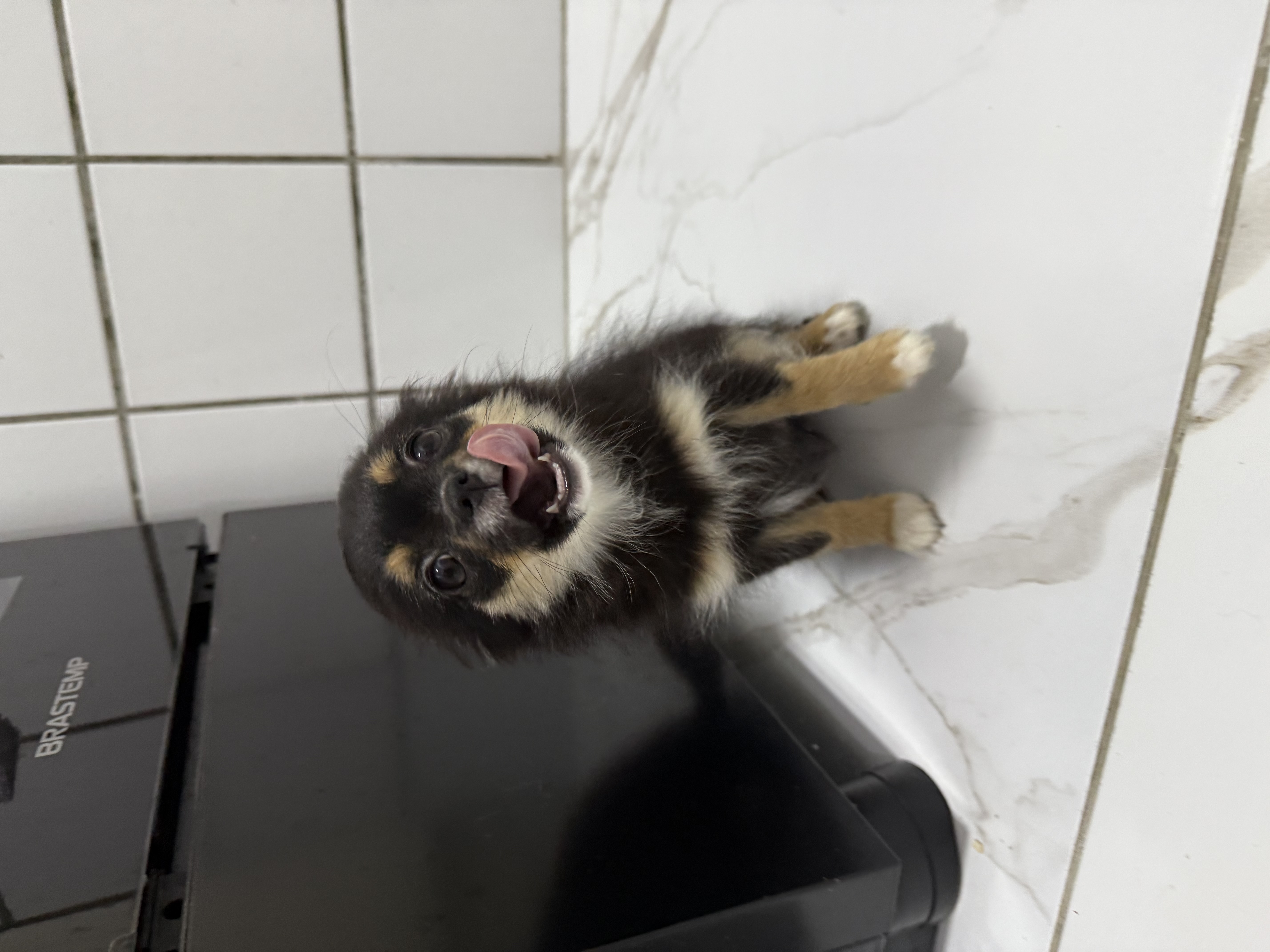 Portal Vendocão Filhote chihuahua fêmea  Aracaju