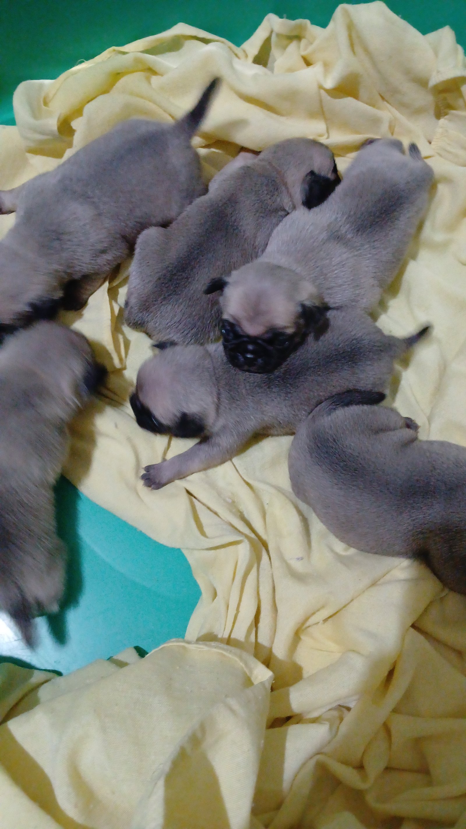 Filhote pug aceita cartão 
