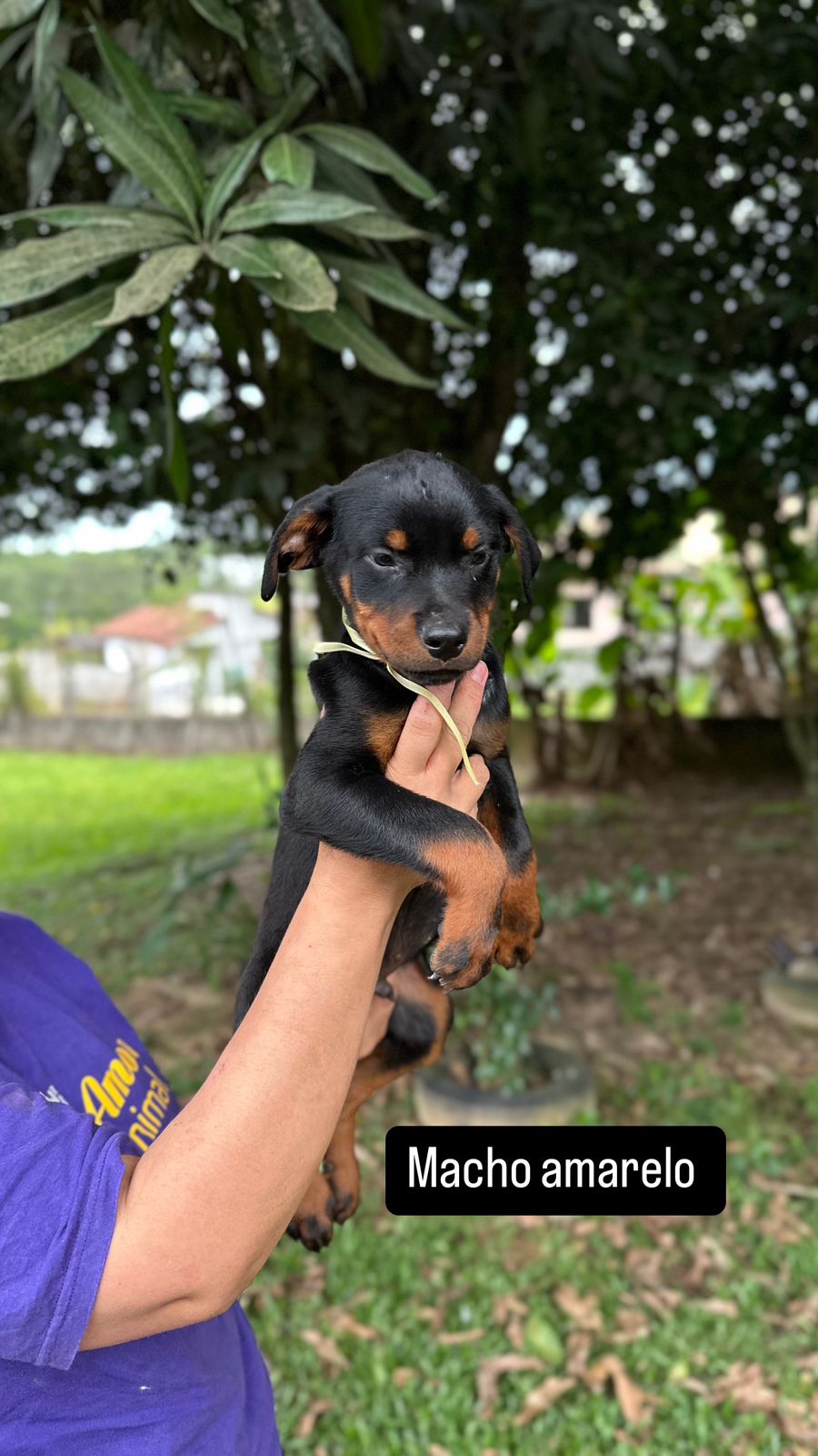 Portal Vendocão Filhotes de rottweiler a venda Criciúma