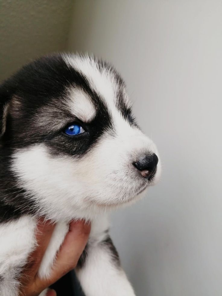 Portal Vendocão Husky Siberiano disponível  Uberlândia 