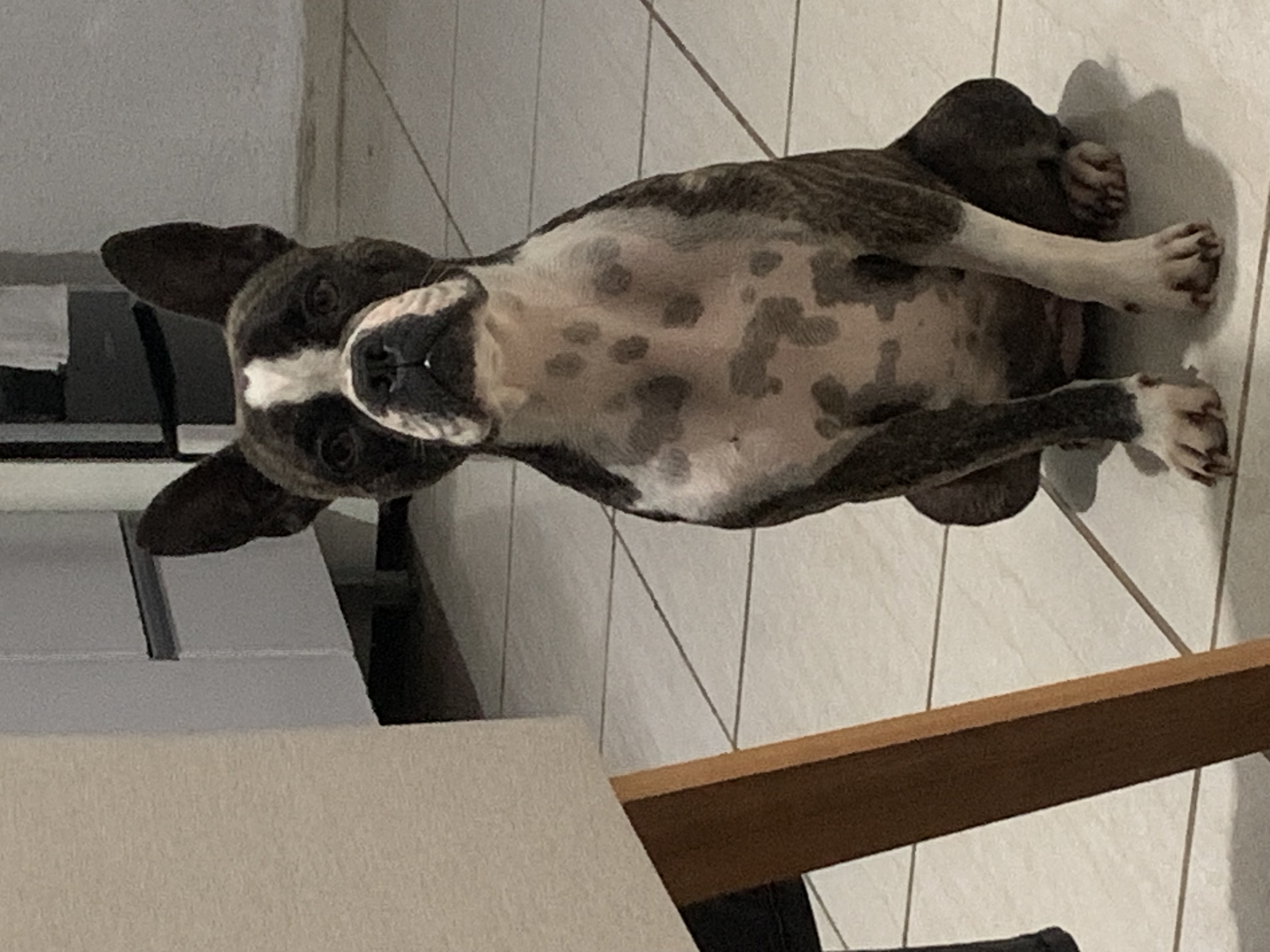 Portal Vendocão Bulldog Francês Macho e Fêmea  Porto Alegre 