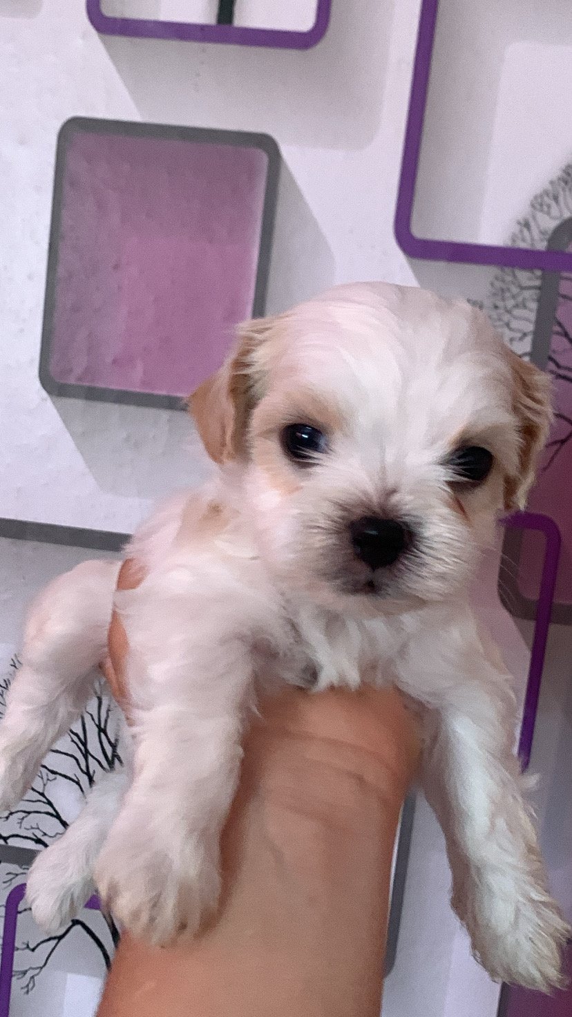 Filhotes de shih tzu  - Foto 4
