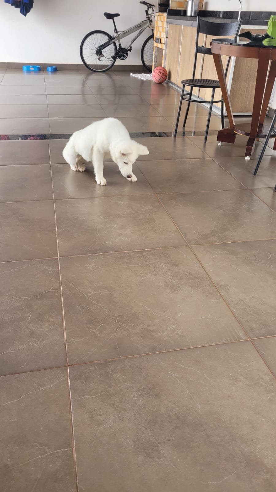 Portal Vendocão Husky Siberiano Filhote Uberlândia