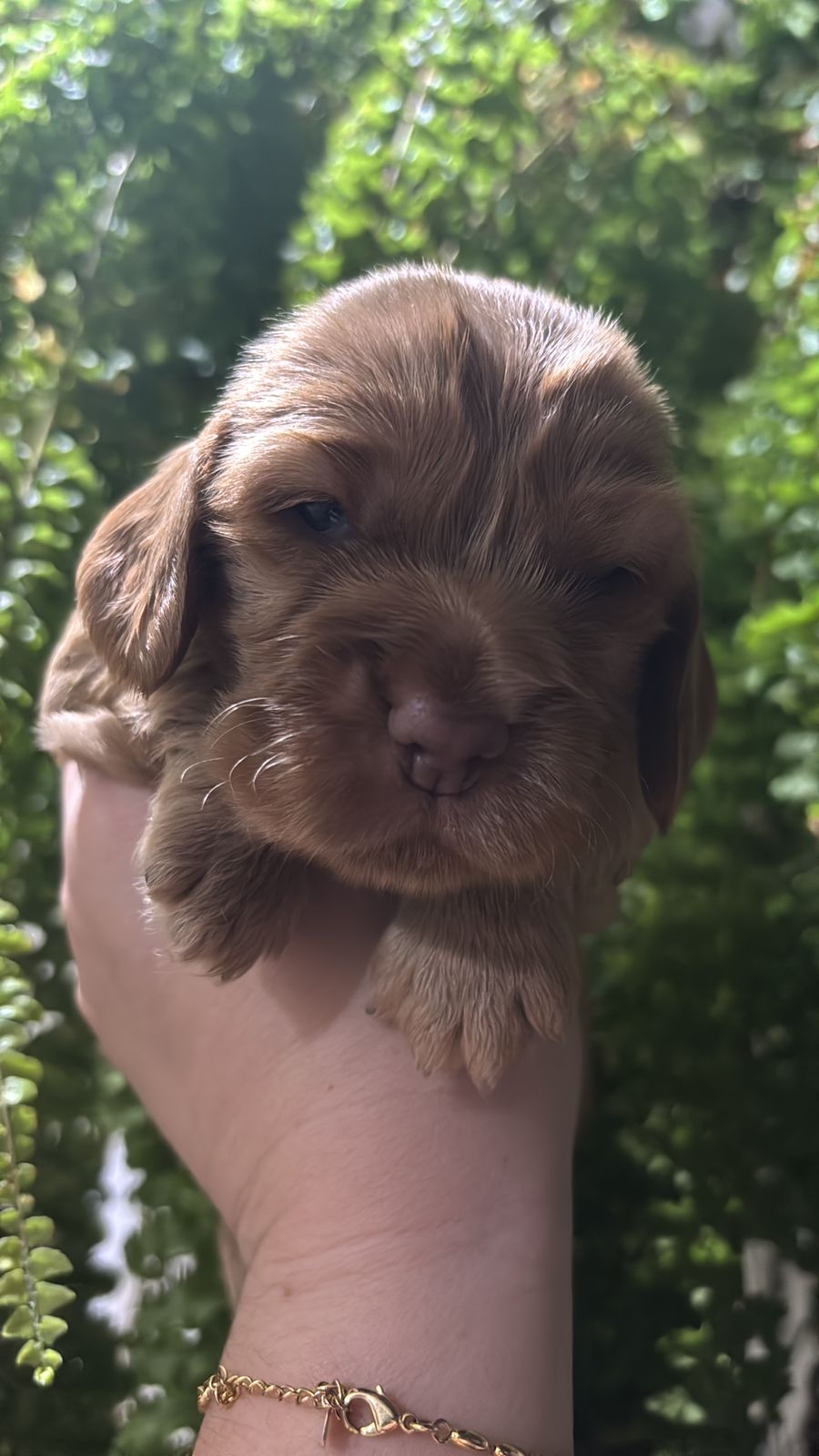 Portal Vendocão Vendo filhote de cocker inglês spanhol  Cianorte