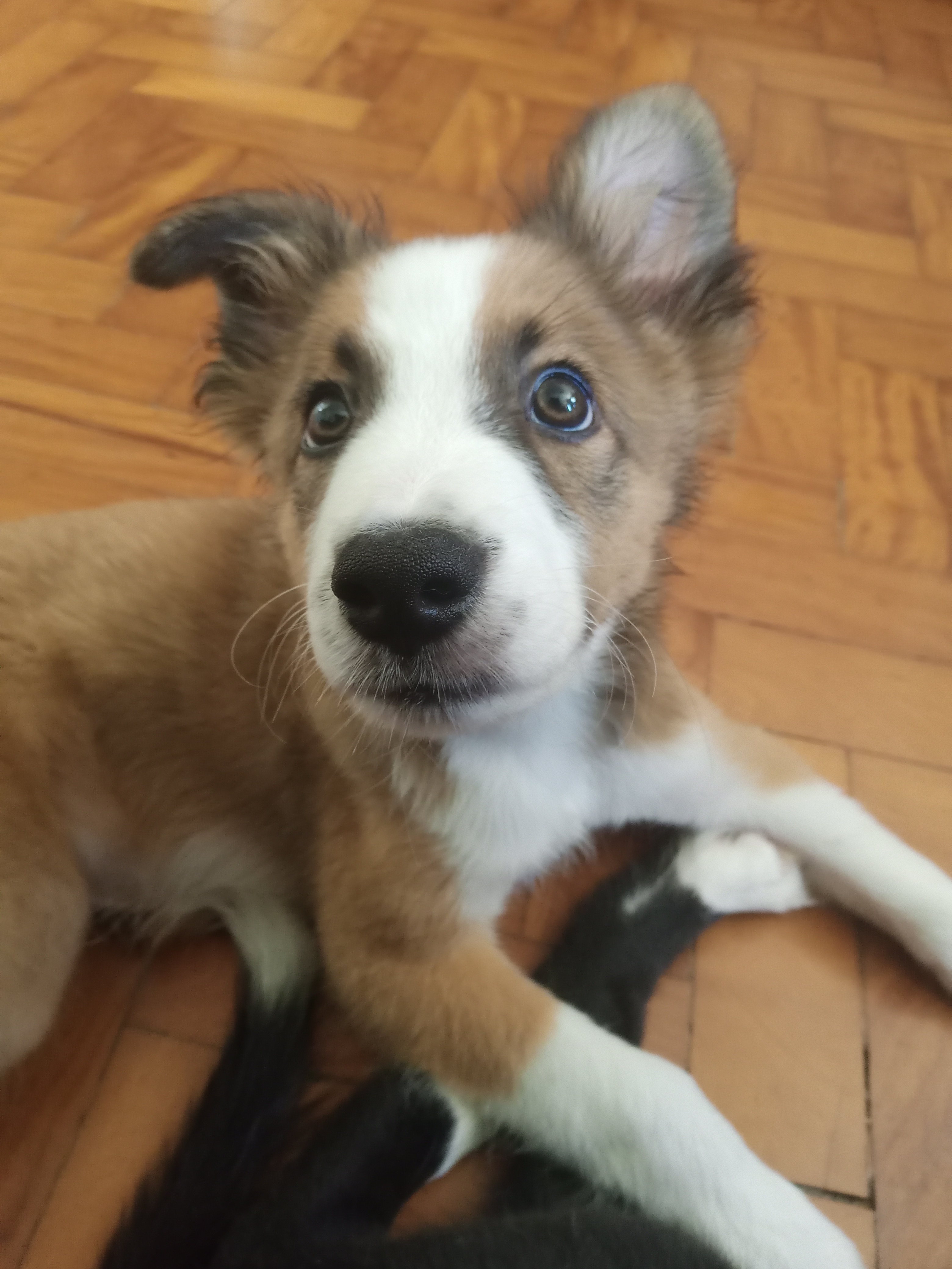 Vendo filhotes Boder collie raça pura - Foto 5