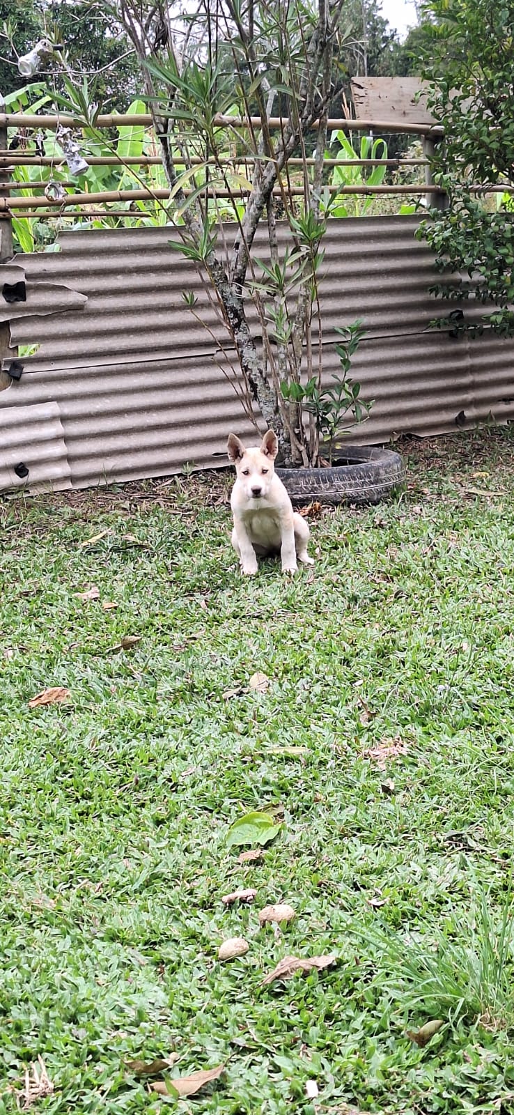 Portal Vendocão Filhote de husky siberiano , olhos azuis , já vermifugado Mar de Espanha