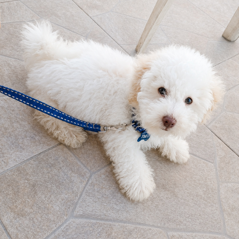 Lindo filhote de poodle número1