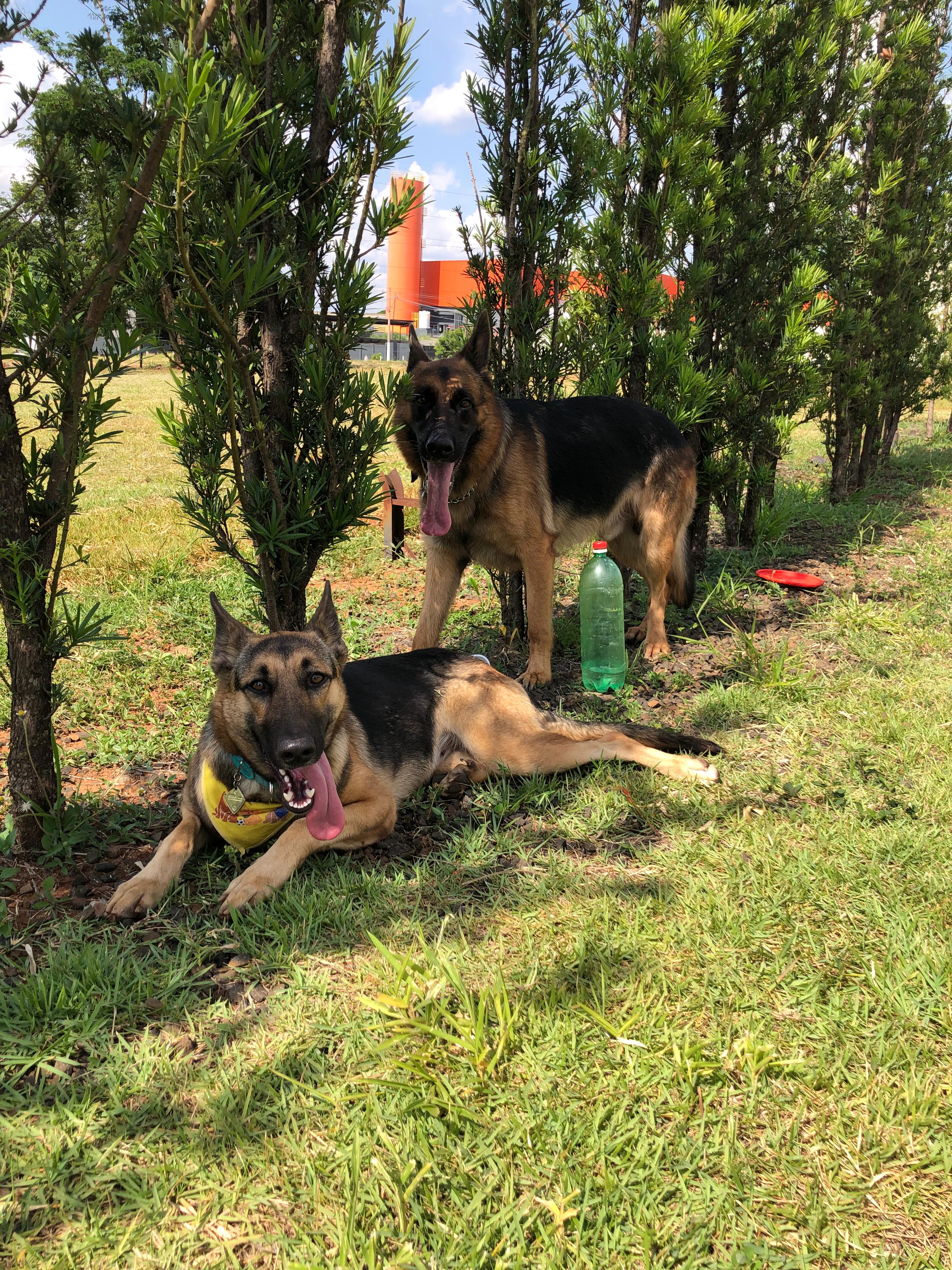 Portal Vendocão Vende pastor alemão femea Piracicaba