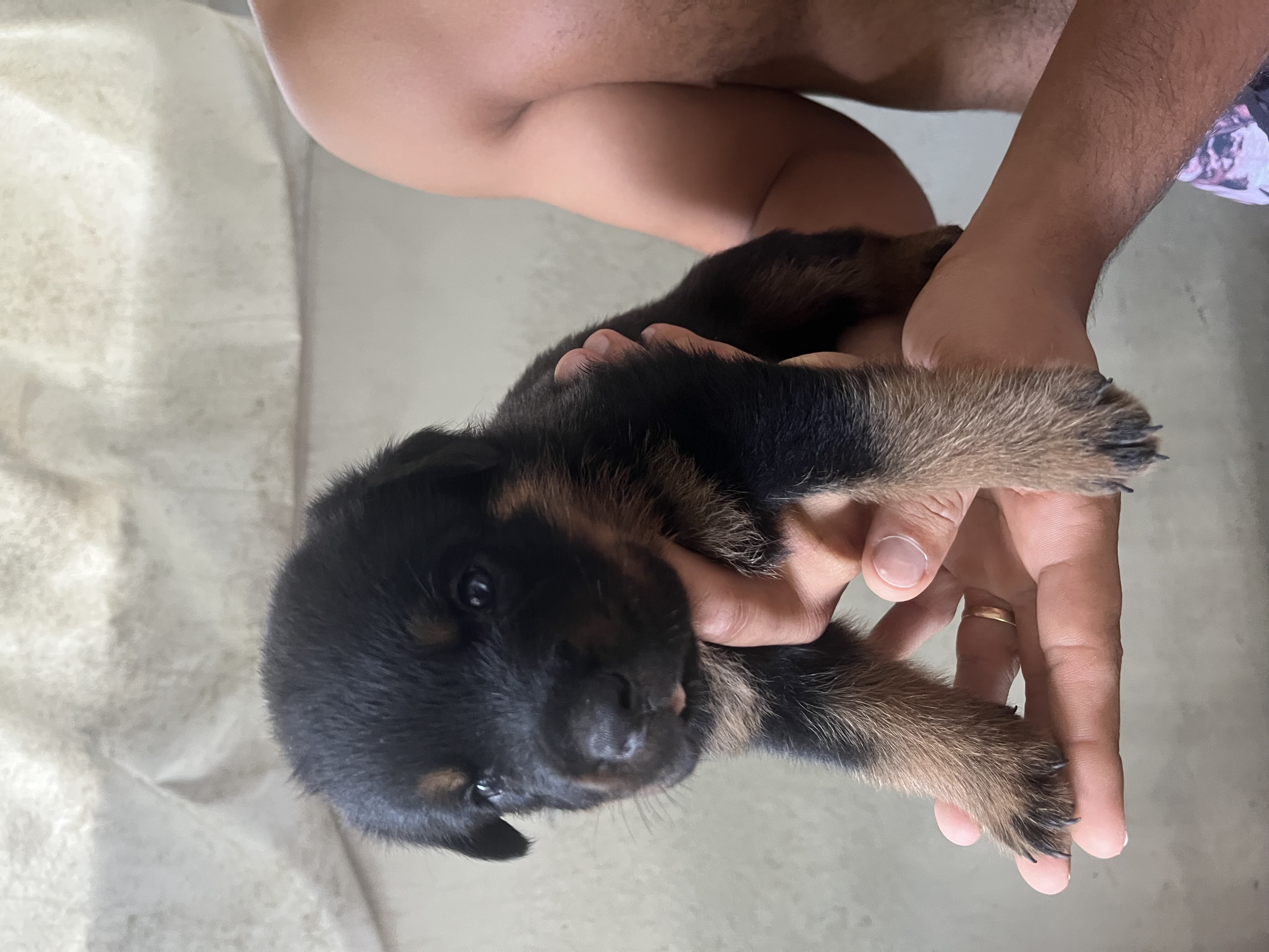 Portal Vendocão Filhotes de rottweiler ( fêmea ) Jaboatão dos Guararapes 