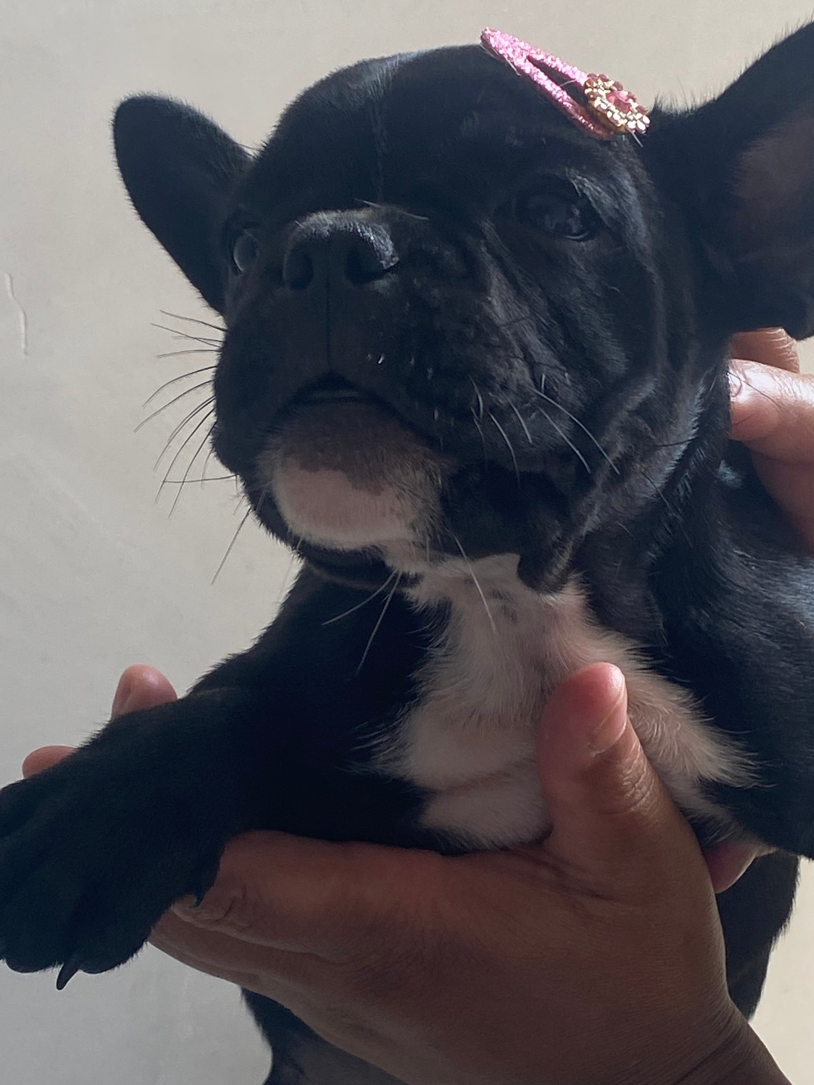 Buldogue francês  - Foto 3