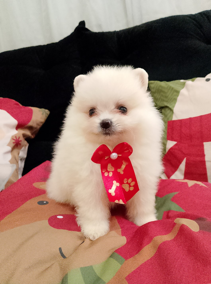 Lulu da Pomerânia mini / Spitz alemão  - Foto 3