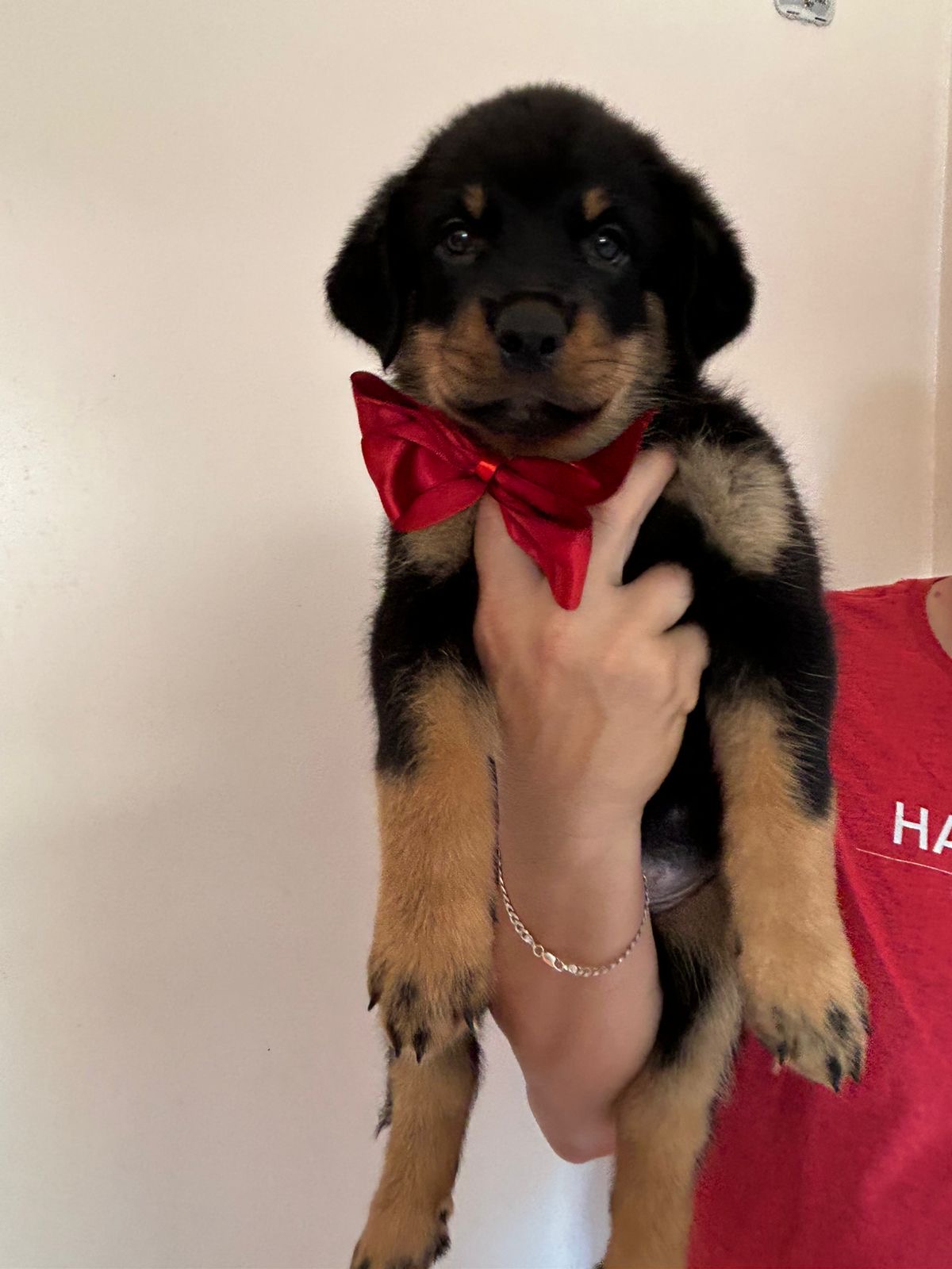 Portal Vendocão Vendo filhotes de Rottweiler  Foz do Iguaçu 