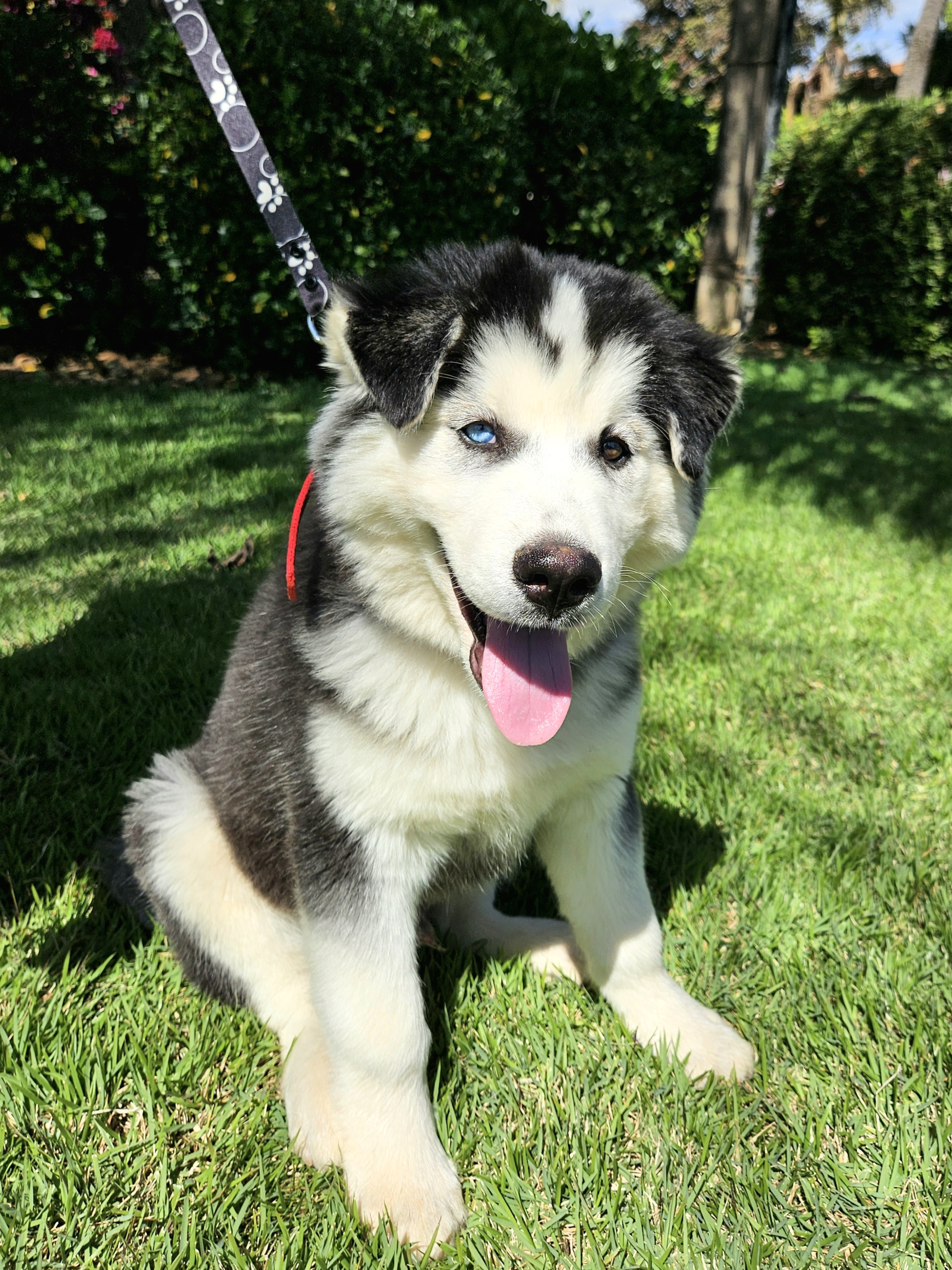 Husky Siberiano - Foto 3