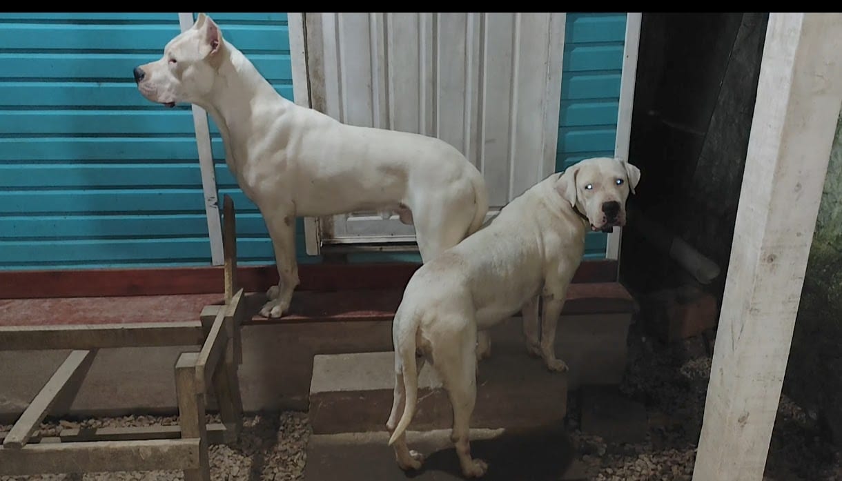 Portal Vendocão Dogo Argentino  Porto Alegre