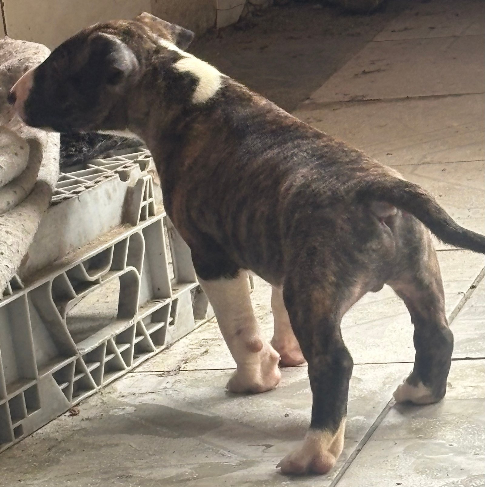 Bull terrier 