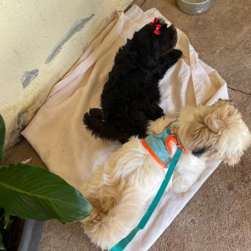 Lindos filhotes shih tzu - Foto 1