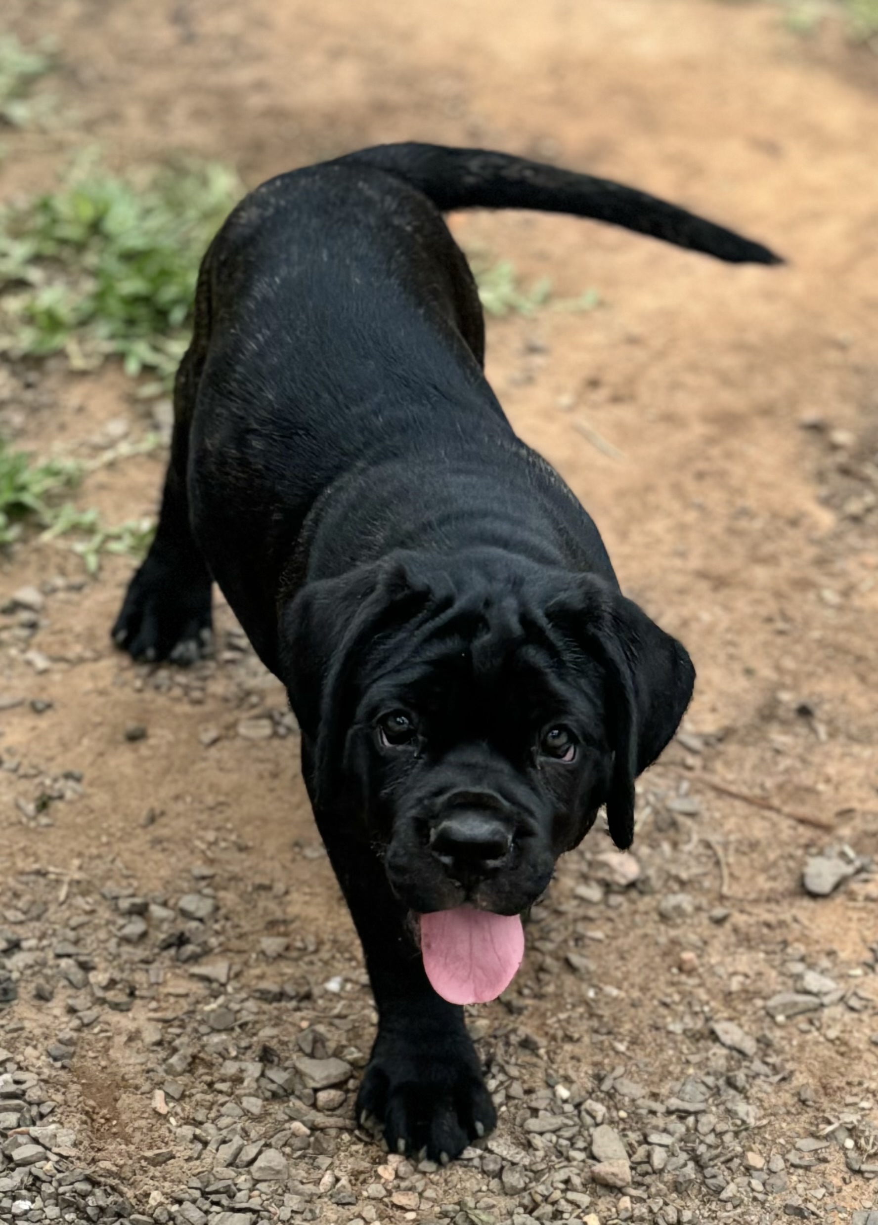 Portal Vendocão Filhotes Cane Corso Italiano Esteio