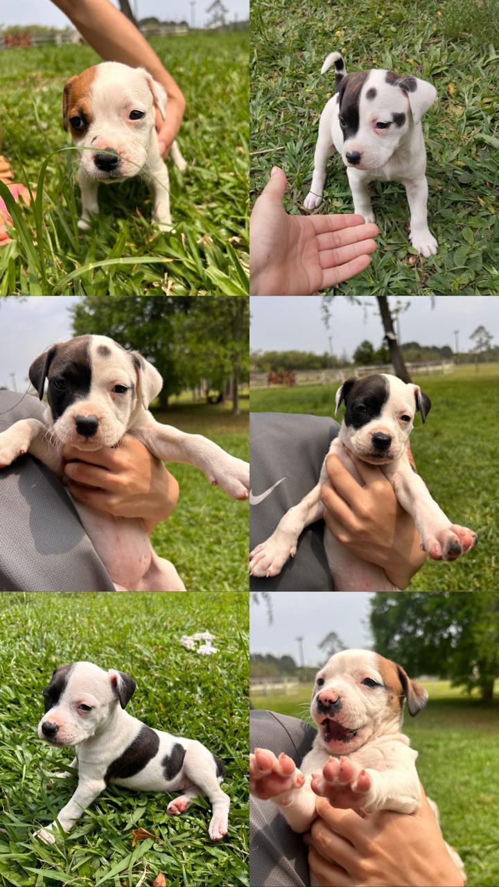 Portal Vendocão FILHOTES DE PITBULL PURO Ponta Grossa 