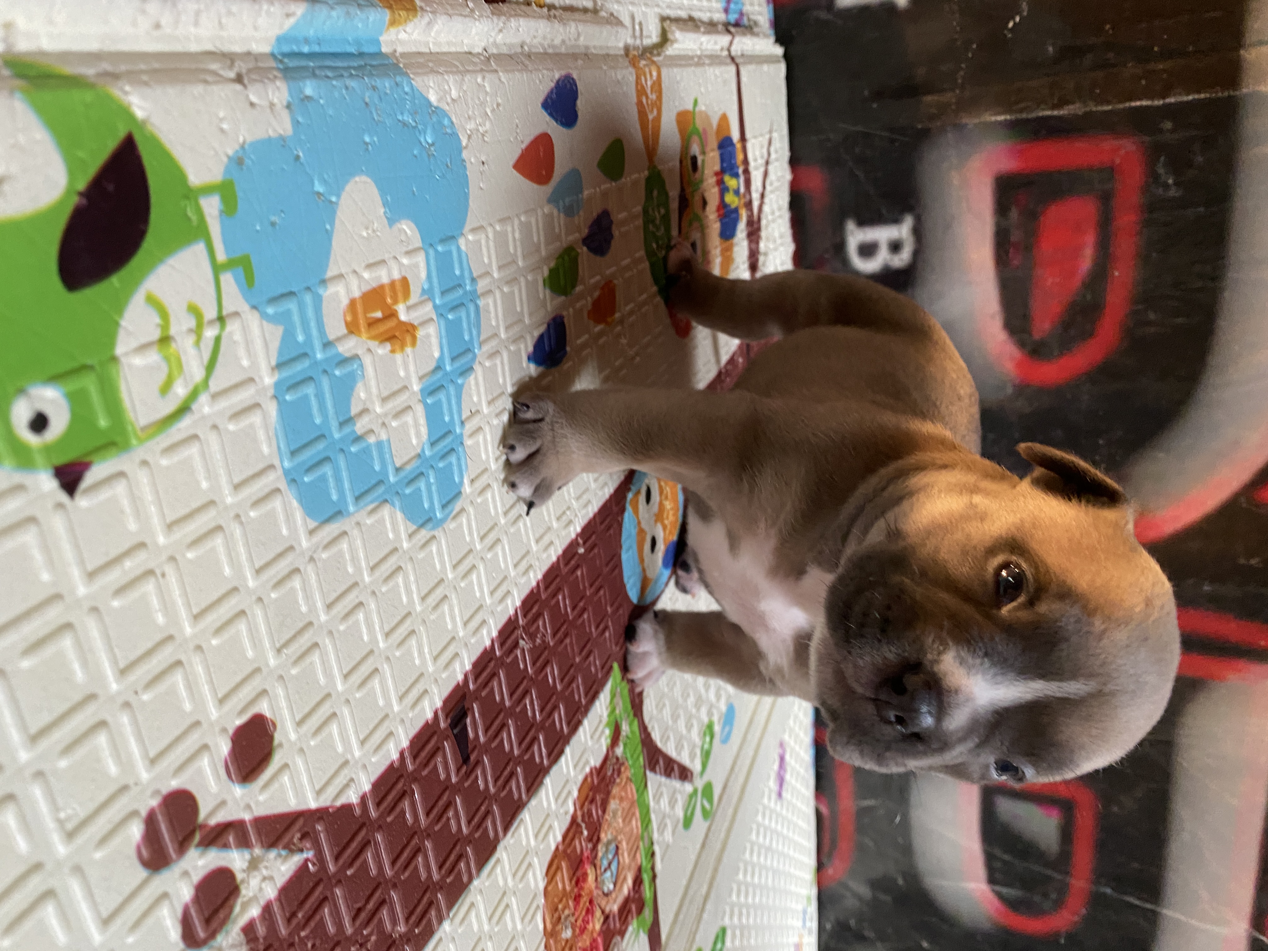Portal Vendocão American Bully filhotes  Serra