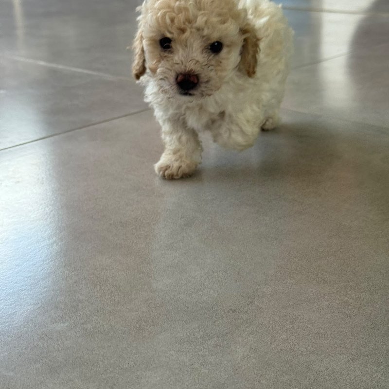 Vende-se casal de poodle
