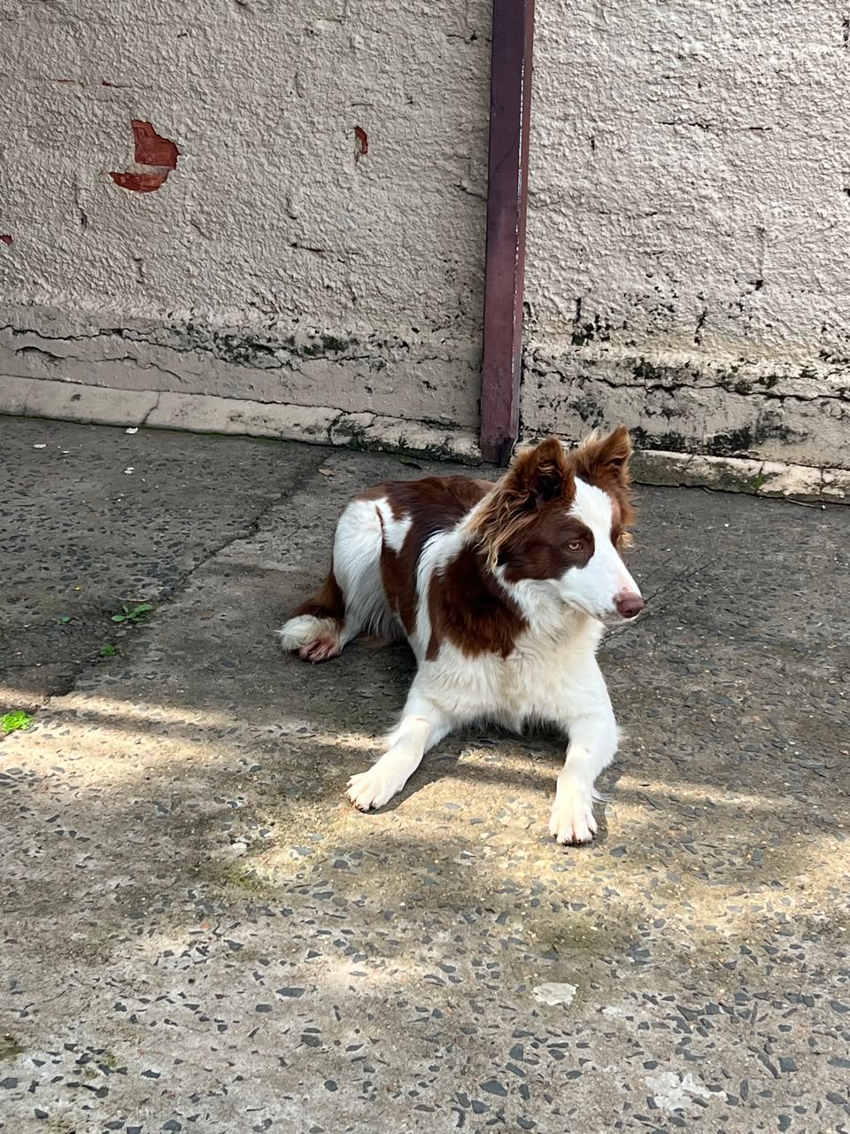 Border Collie Femea com Pedigree