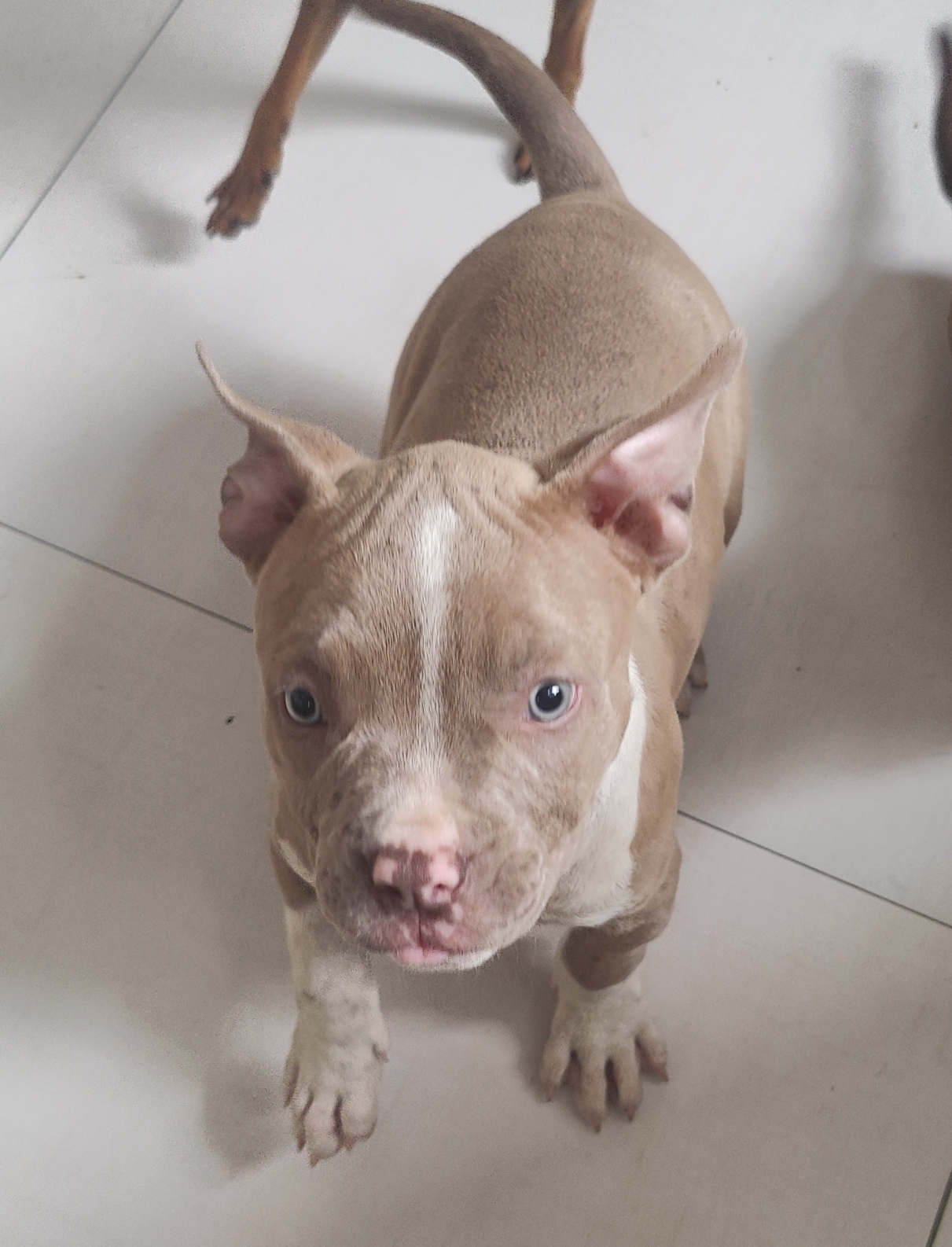 Portal Vendocão Pit Monster American Bully filhotes com pedigree  São João de Meriti