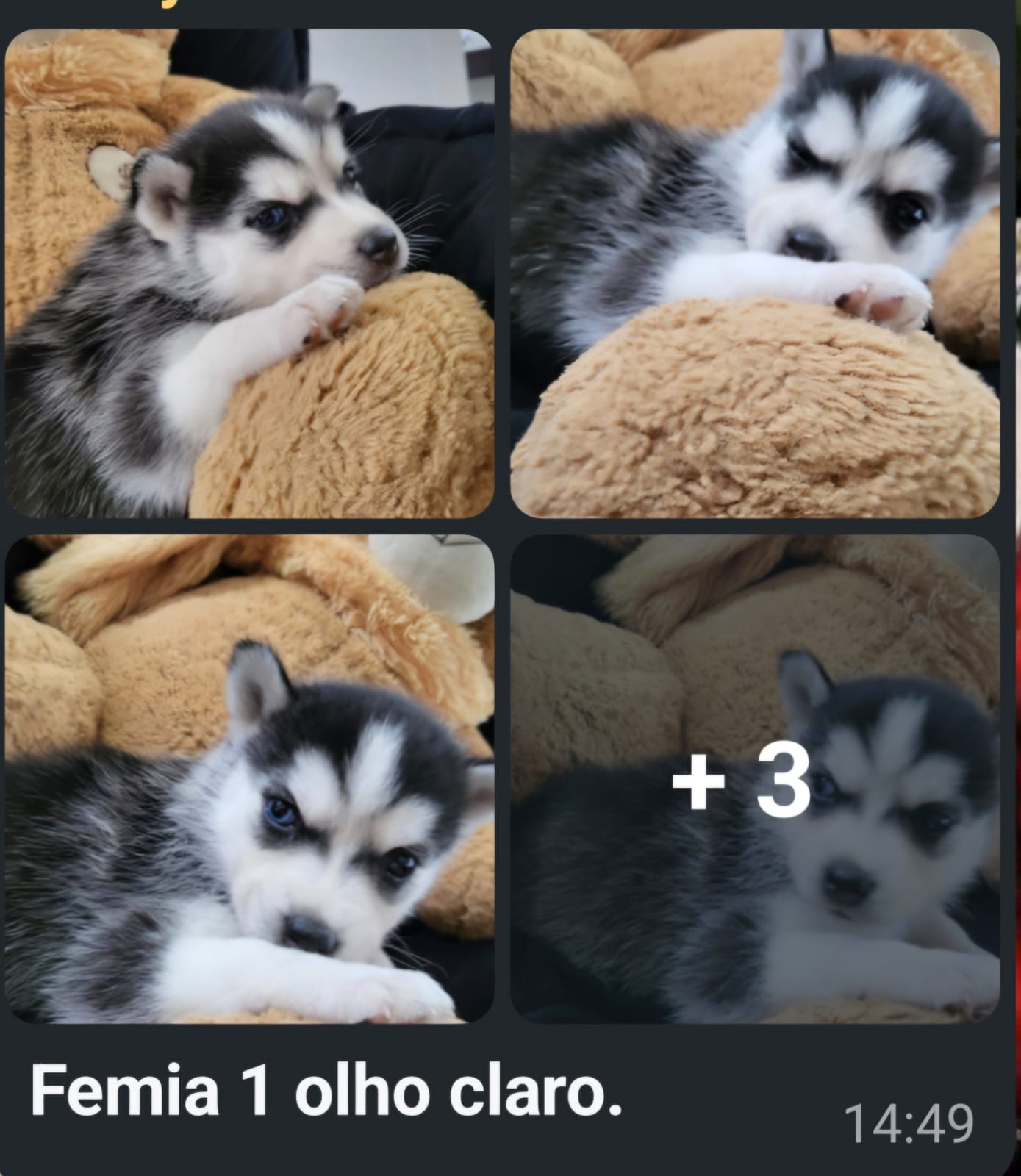 Vendo Husky siberiano 