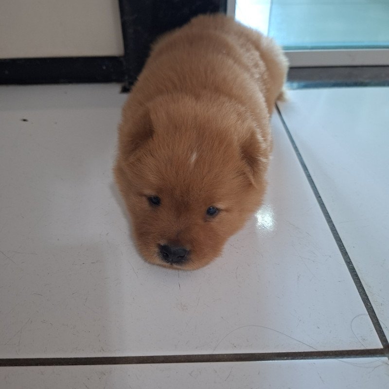 Lindo chow-chow 100% puro macho