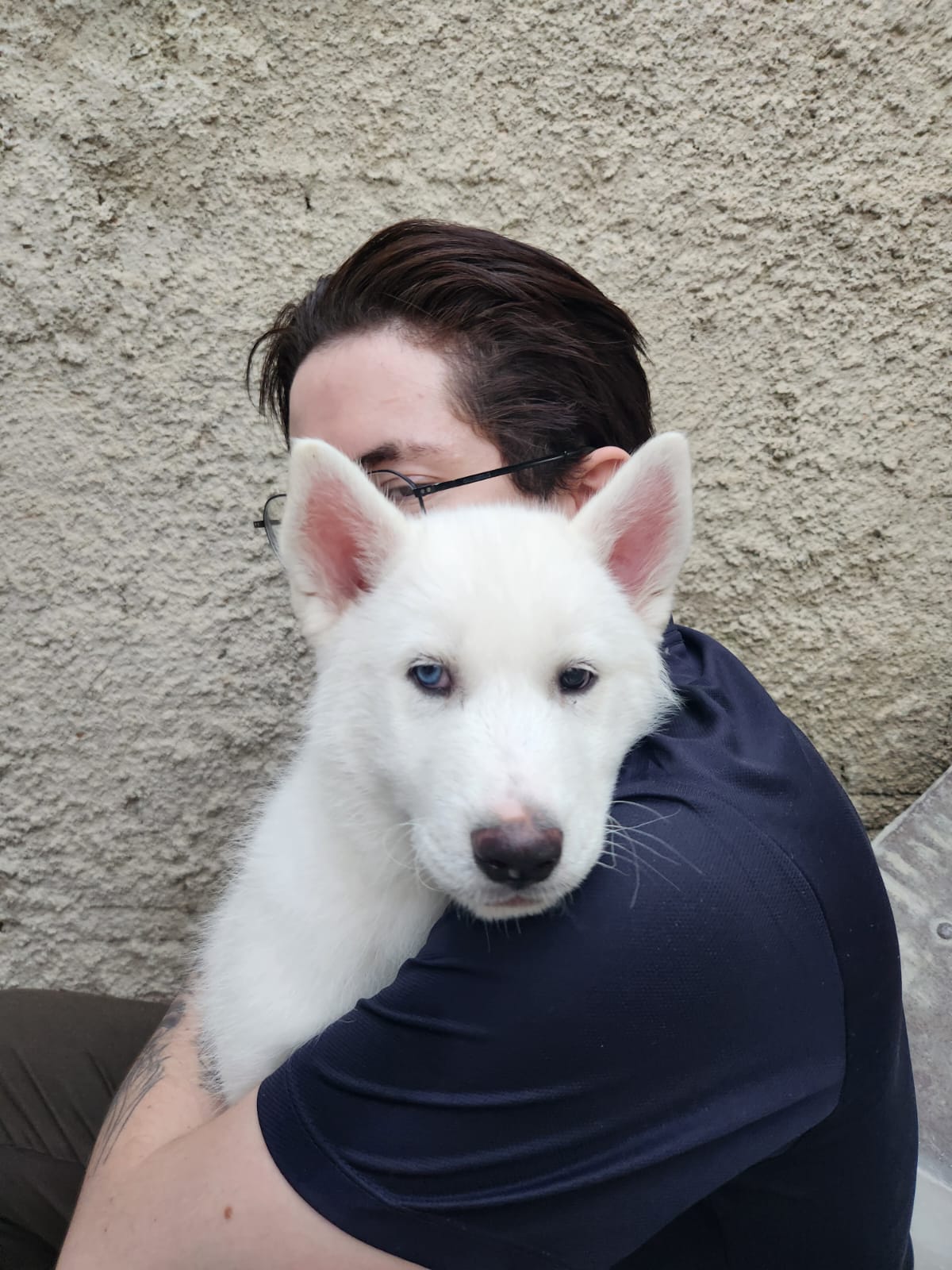 Husky branco macho com heterocromia